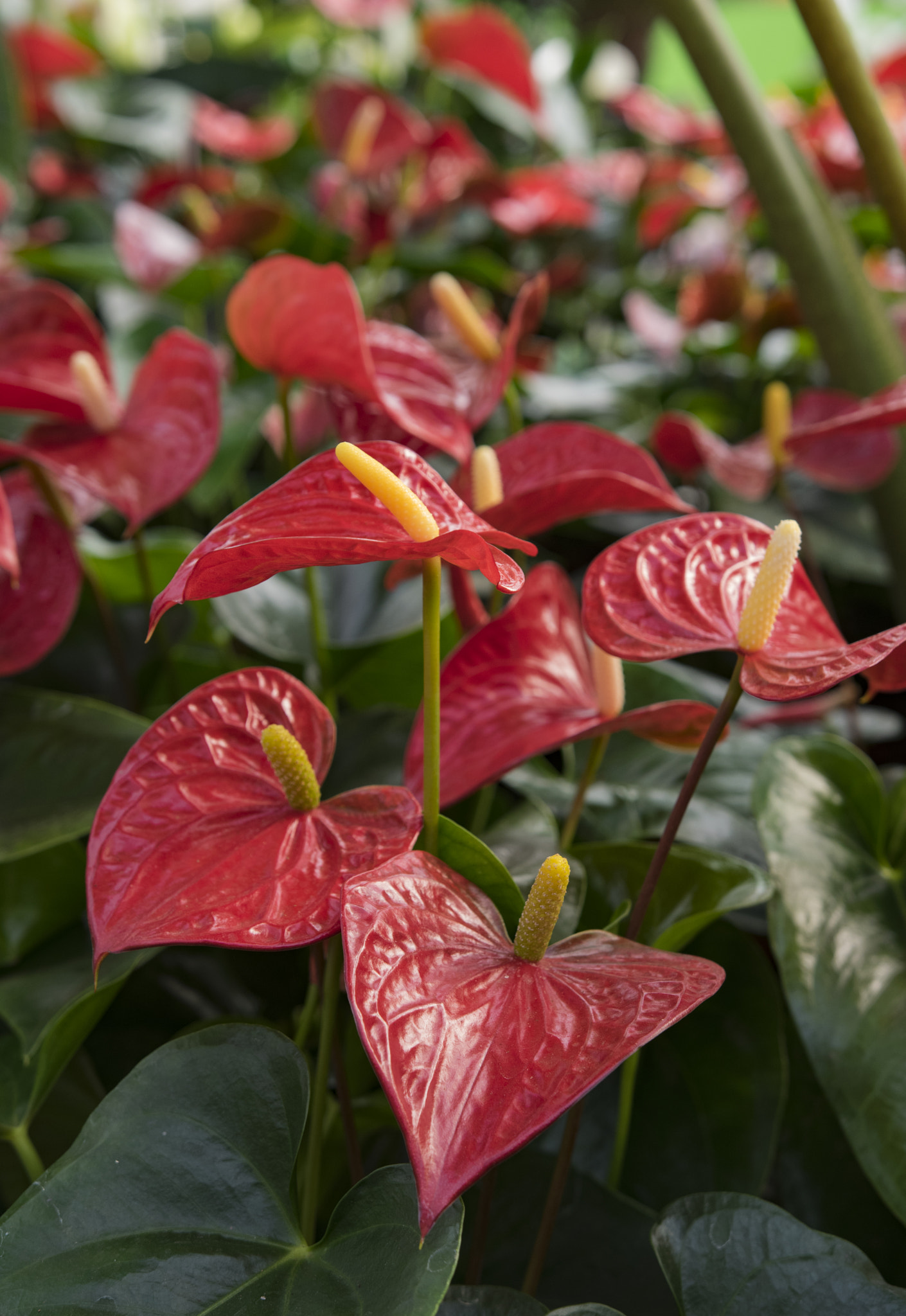 Nikon D5300 + Sigma 18-35mm F1.8 DC HSM Art sample photo. Anthurium photography