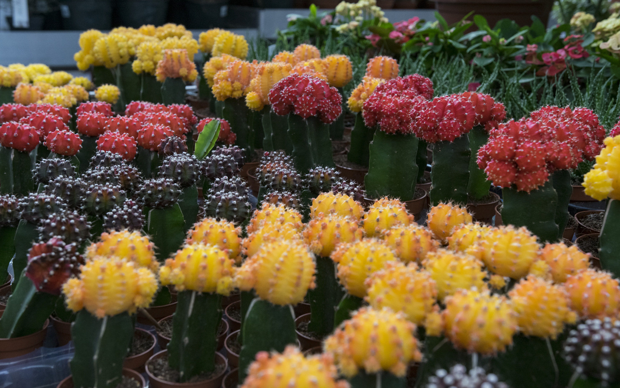 Sigma 18-35mm F1.8 DC HSM Art sample photo. Succulents photography