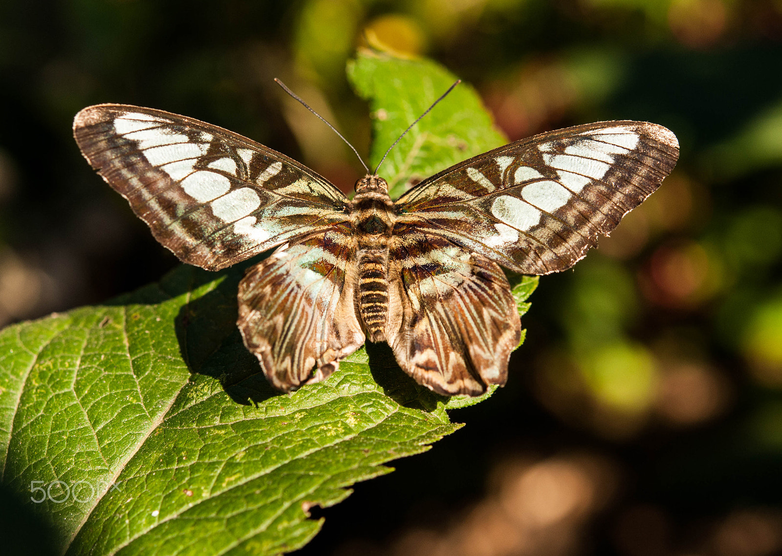 Nikon AF-S Micro-Nikkor 60mm F2.8G ED sample photo. Morpho photography