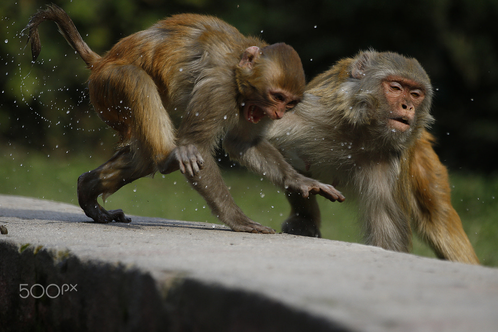 Canon EOS-1D X + Canon EF 70-200mm F2.8L IS II USM sample photo. Monkeys in nepal photography