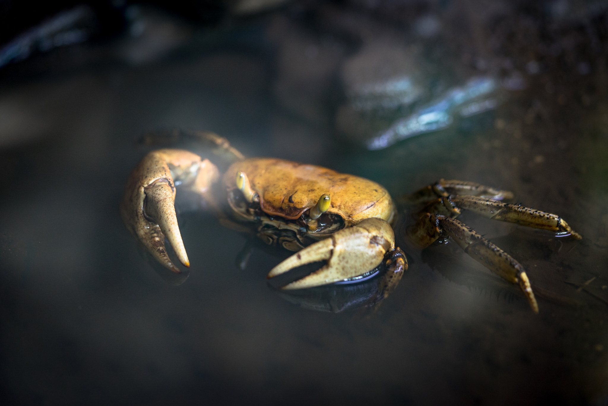 Sony a7 II + Sony FE 90mm F2.8 Macro G OSS sample photo. Crab photography