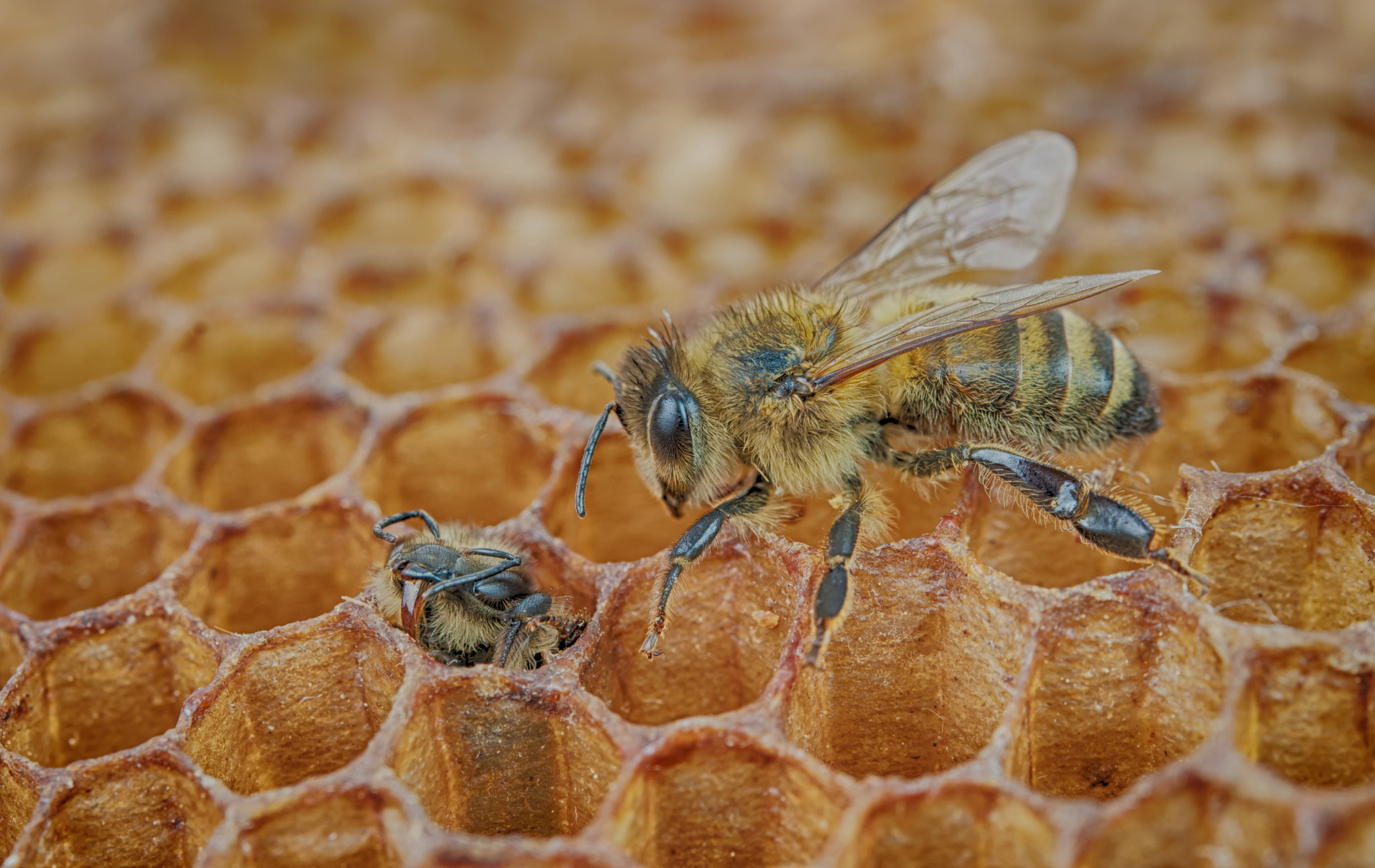 Nikon AF-S Micro-Nikkor 60mm F2.8G ED sample photo. Bee looks photography