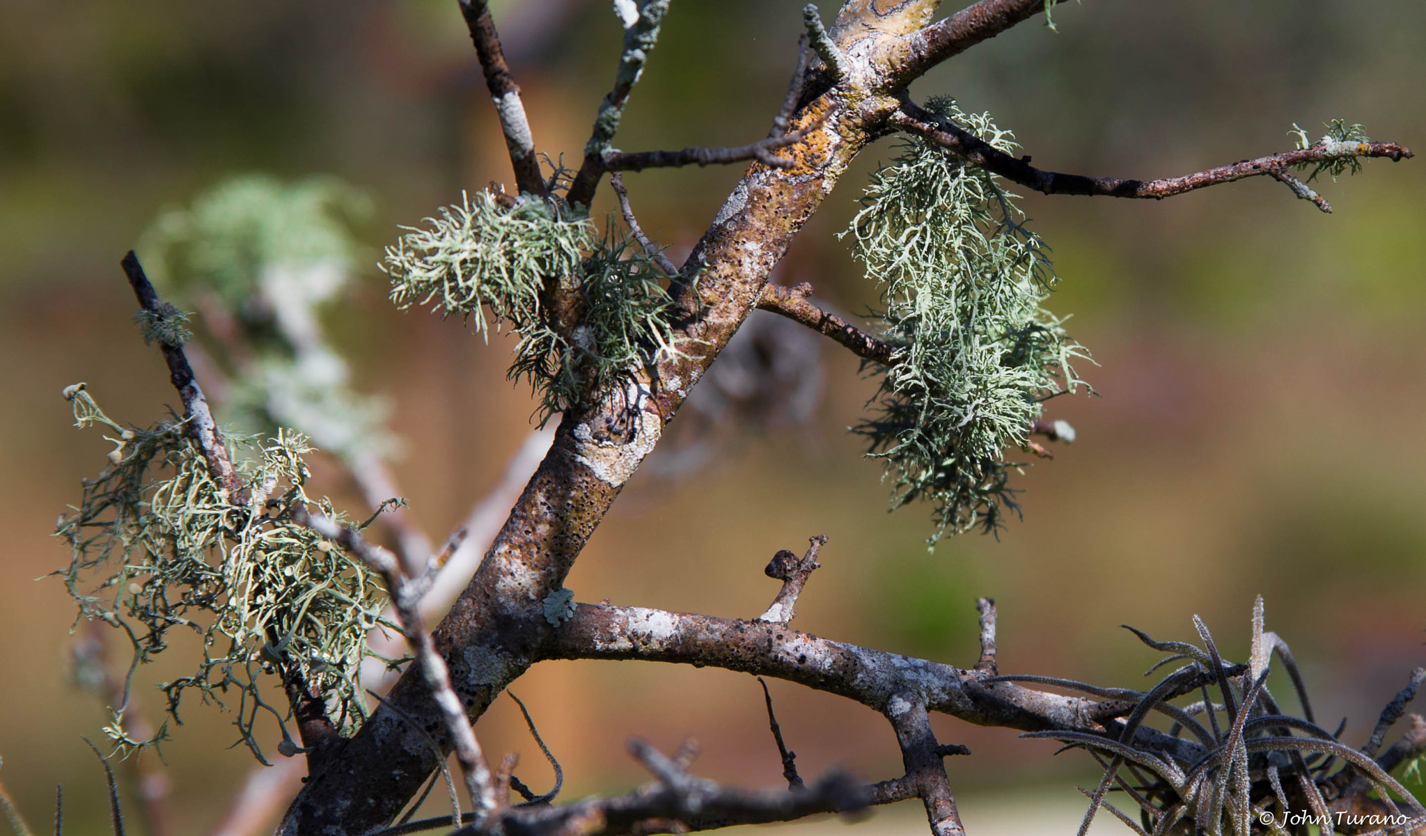 Canon EF 28-135mm F3.5-5.6 IS USM sample photo. Moss out on a limb photography