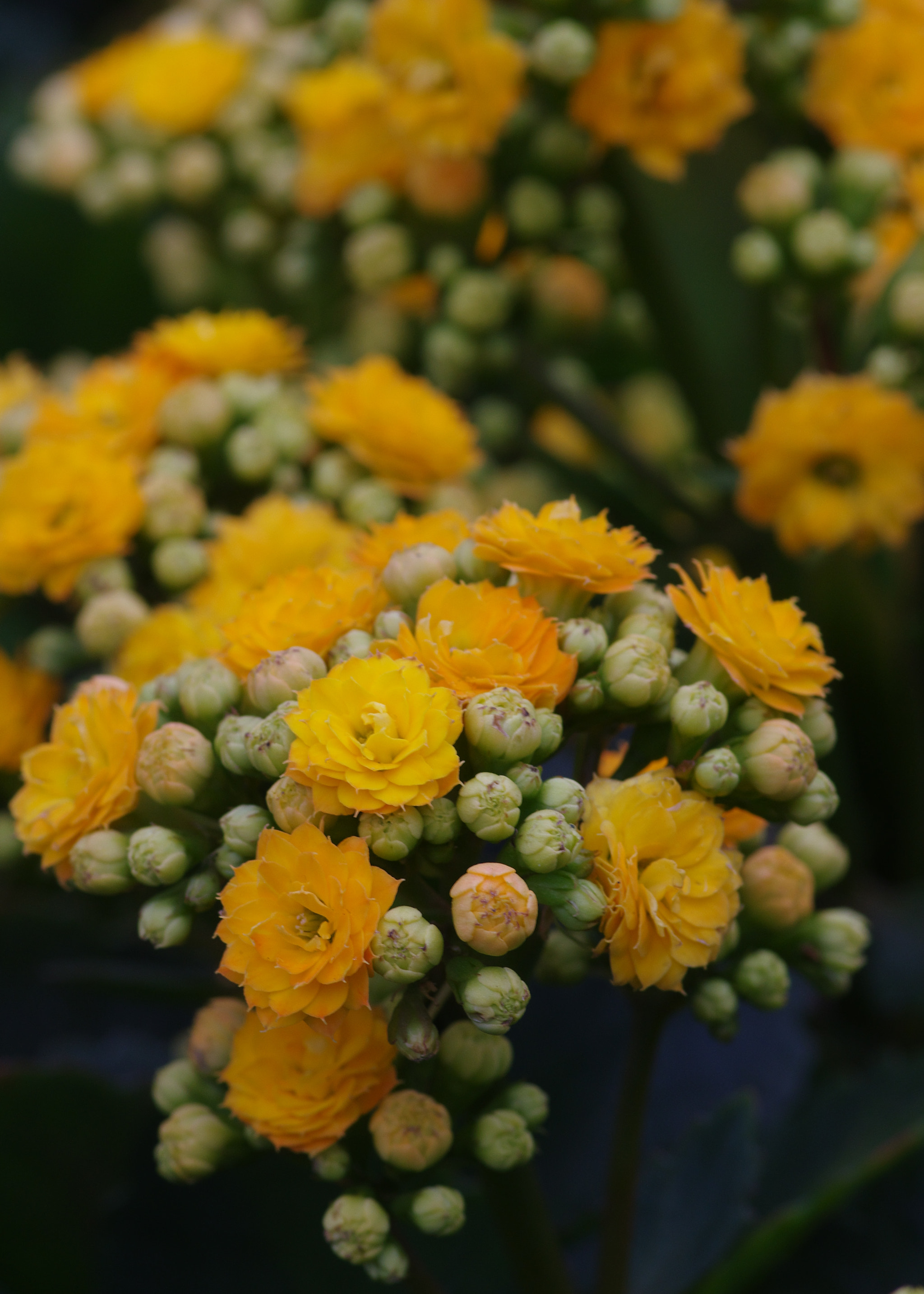 Pentax K-3 + Pentax smc D-FA 100mm F2.8 Macro WR sample photo