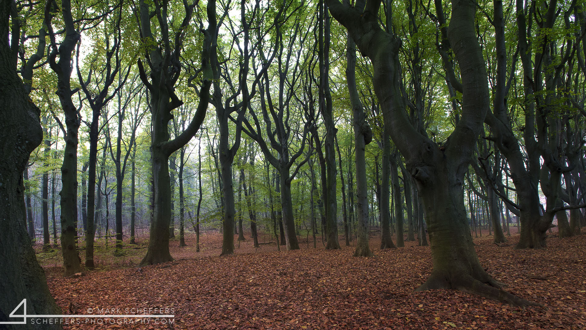 Nikon AF-S Nikkor 17-35mm F2.8D ED-IF sample photo. One two trees photography