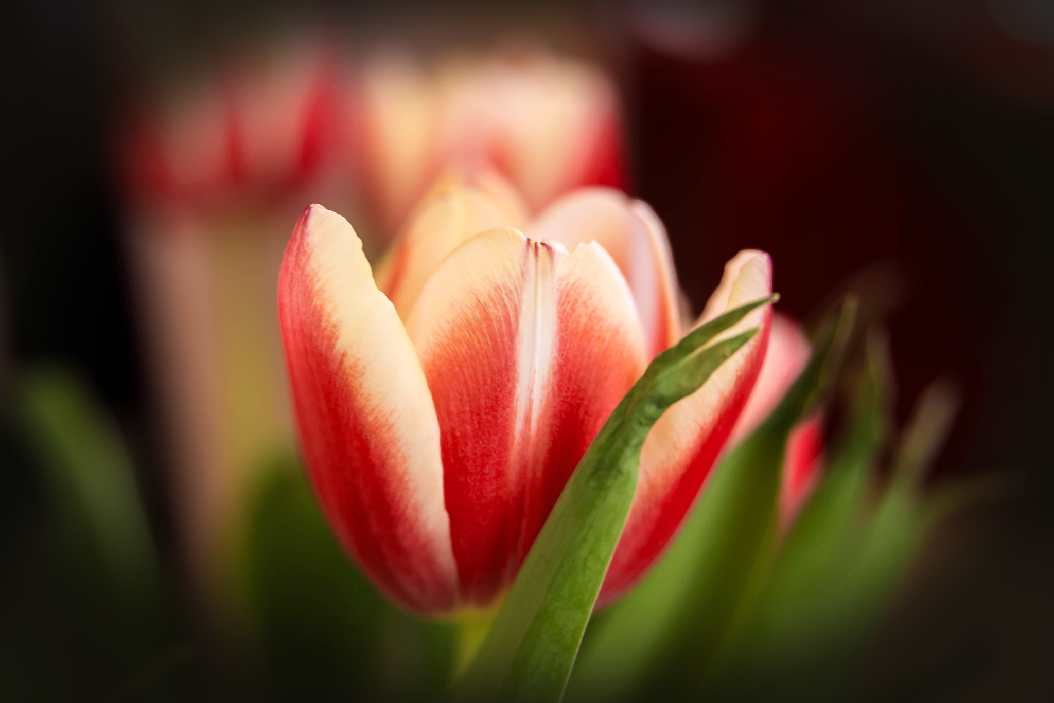 Nikon AF Nikkor 24-85mm F2.8-4D IF sample photo. Tulip photography
