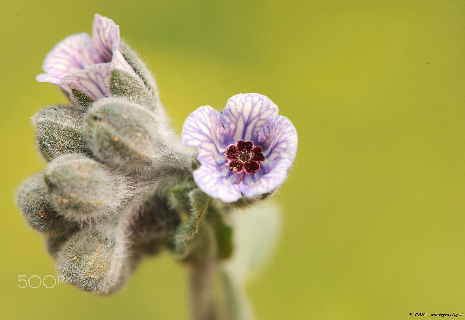 Nikon AF-S Micro-Nikkor 105mm F2.8G IF-ED VR sample photo. Shine photography