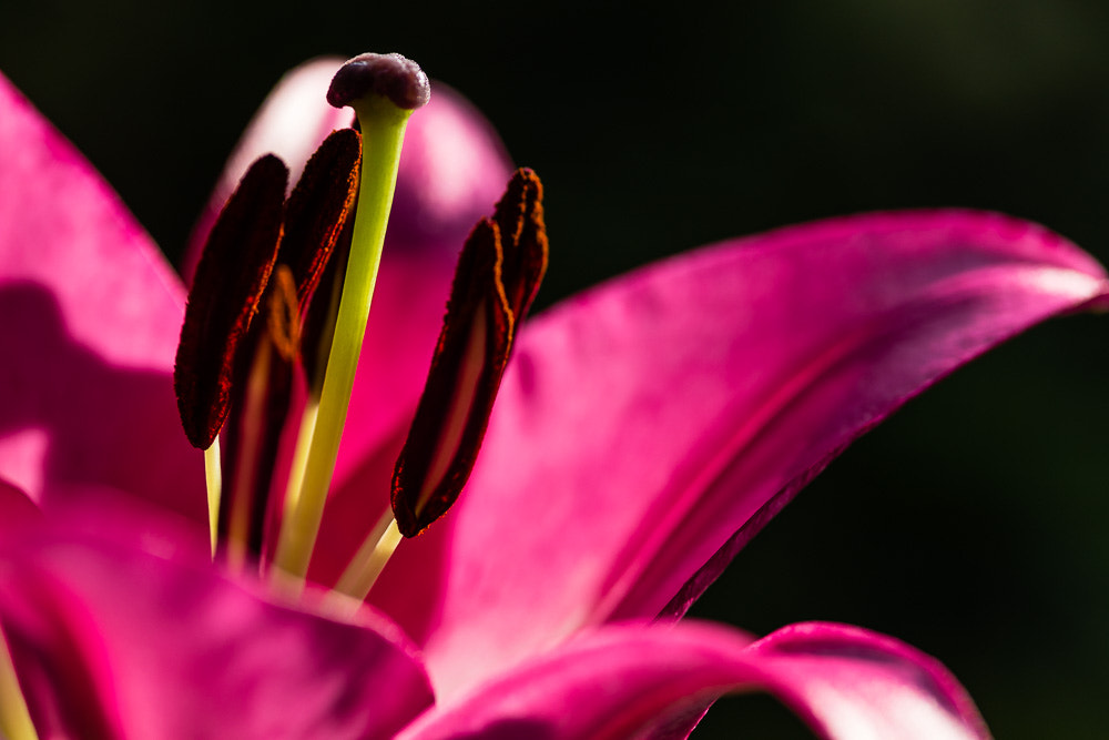 Sigma 105mm F2.8 EX DG Macro sample photo. Lily photography