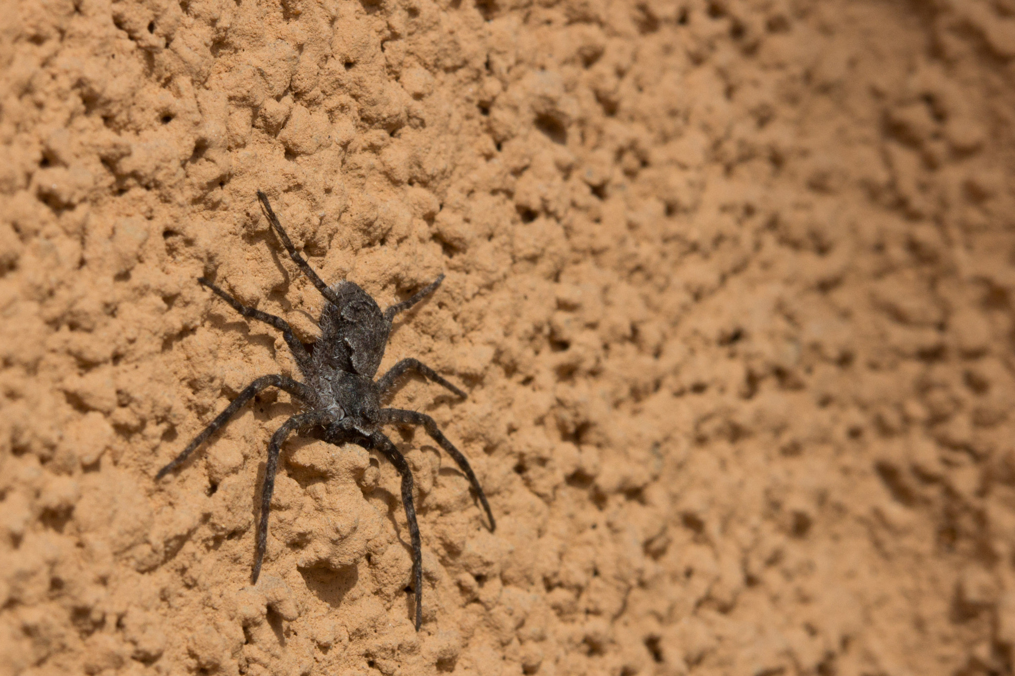 Canon EF 100mm F2.8 Macro USM sample photo. A city spider photography