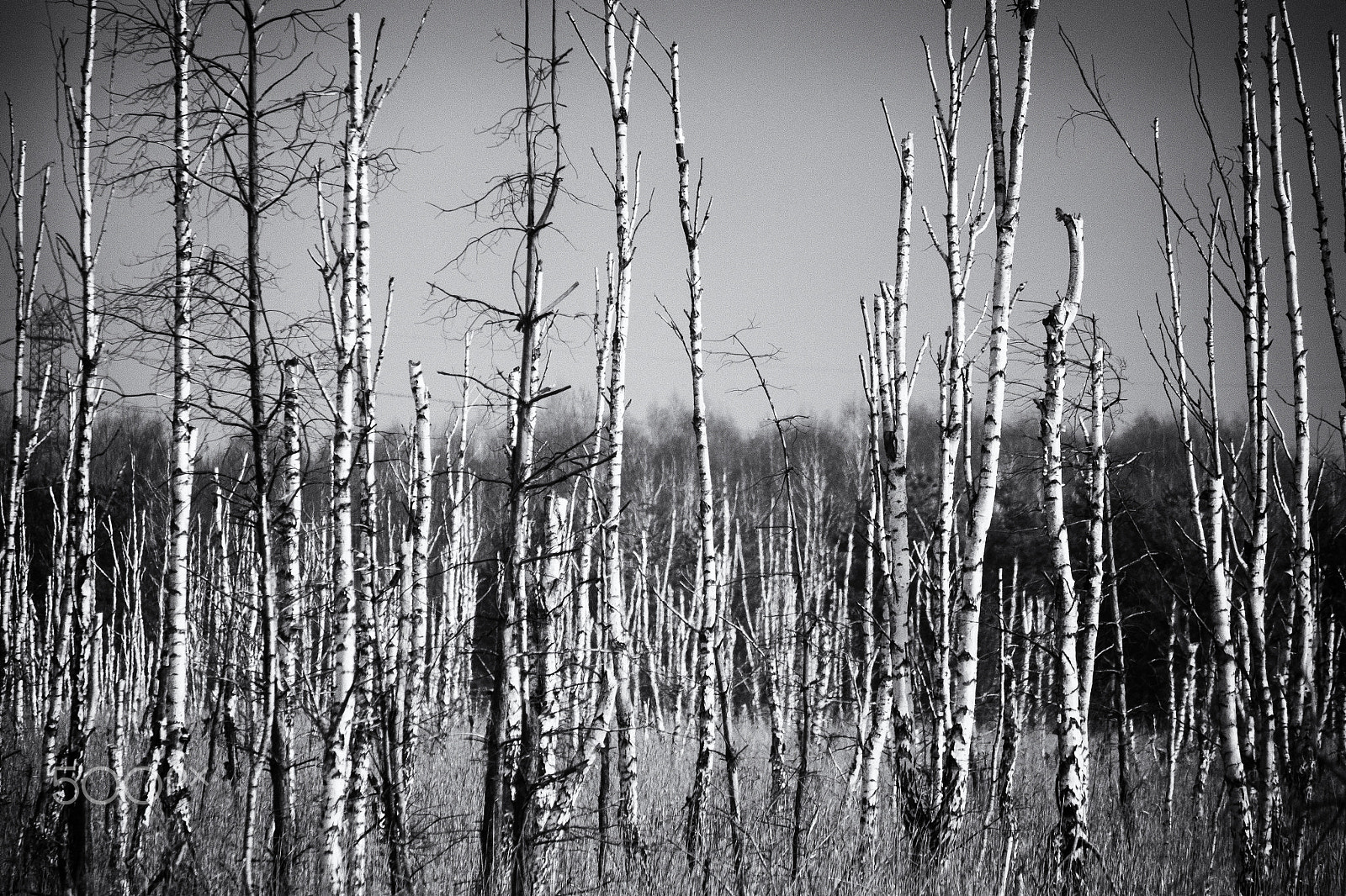Fujifilm X-E2 + Fujifilm XF 55-200mm F3.5-4.8 R LM OIS sample photo. Kampinos national park photography
