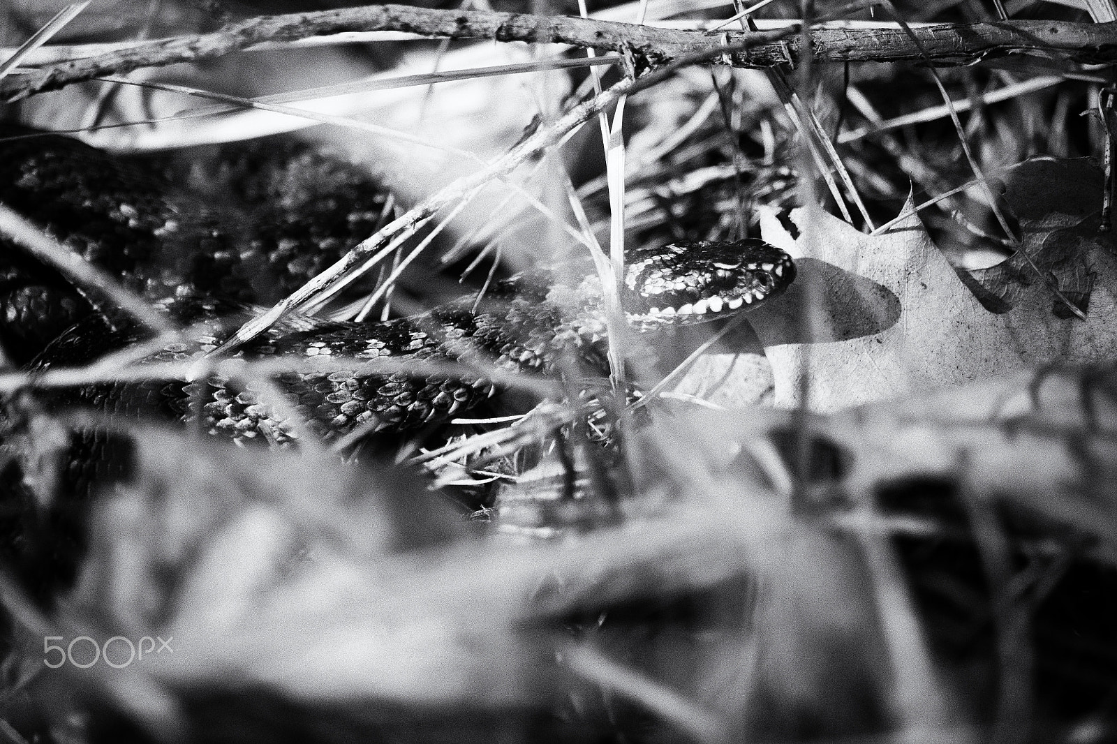 Fujifilm X-E2 + Fujifilm XF 55-200mm F3.5-4.8 R LM OIS sample photo. Kampinos national parkedit photography