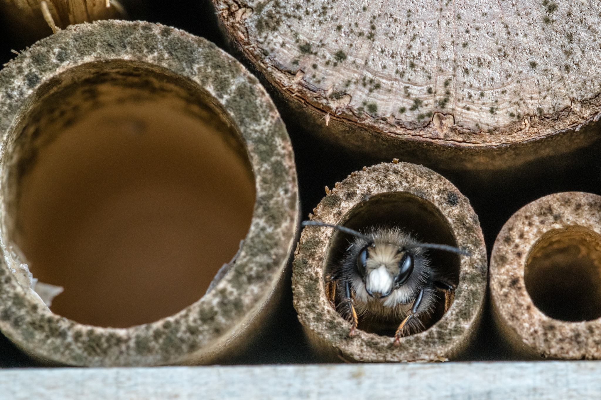 Canon EF 100mm F2.8L Macro IS USM sample photo. Insect hotel photography