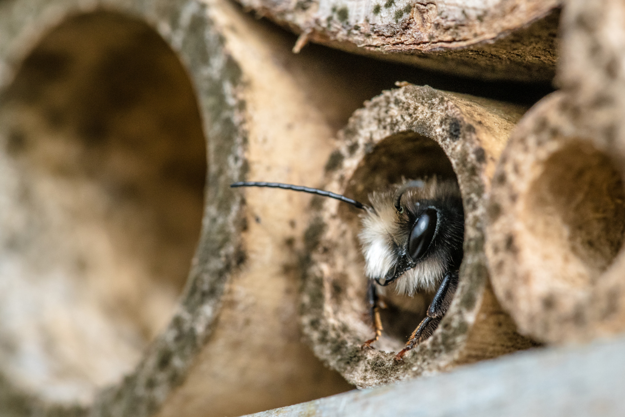 Canon EF 100mm F2.8L Macro IS USM sample photo. Insect hotel photography