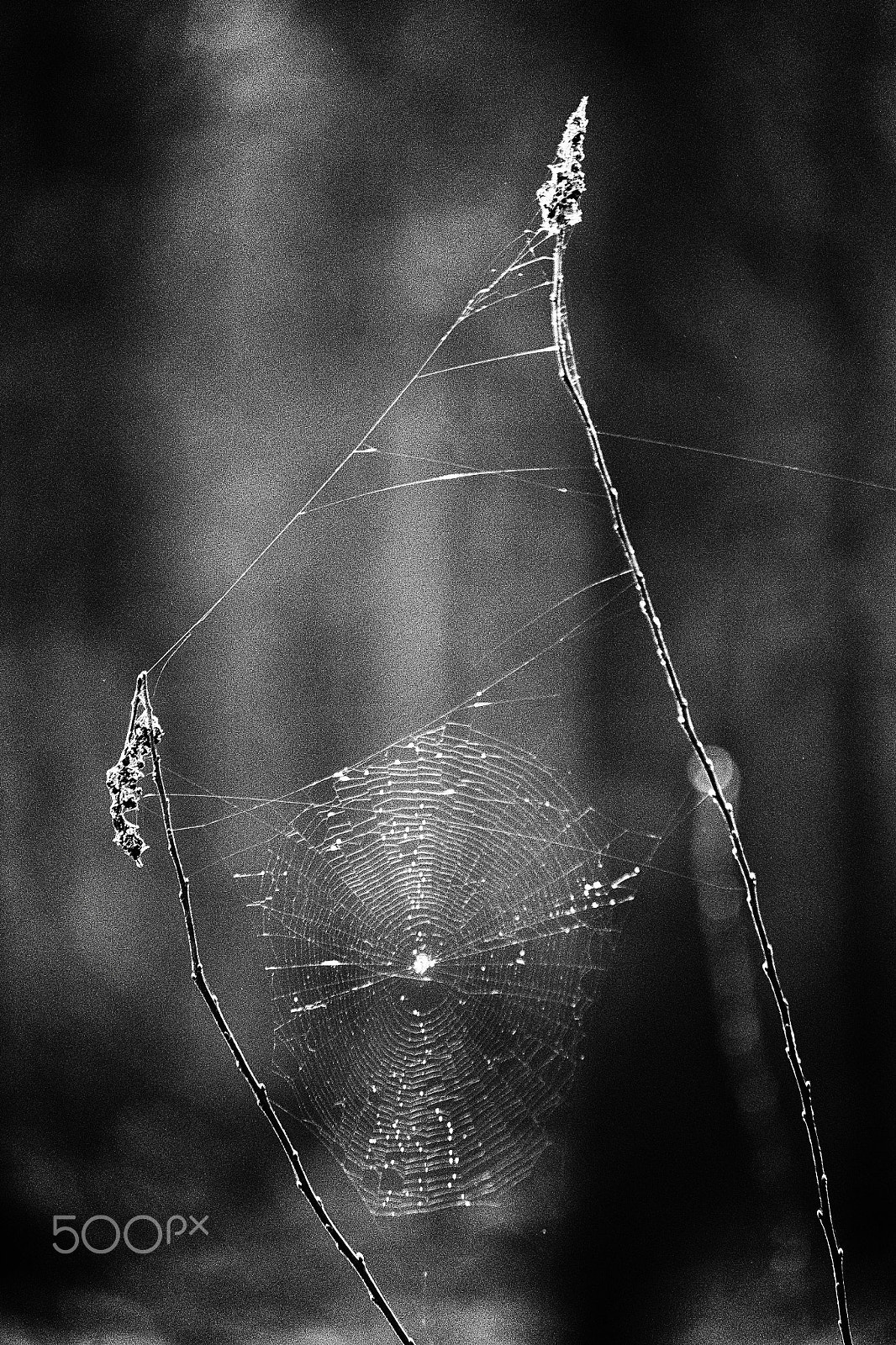 Fujifilm X-E2 + Fujifilm XF 55-200mm F3.5-4.8 R LM OIS sample photo. Kampinos national park photography