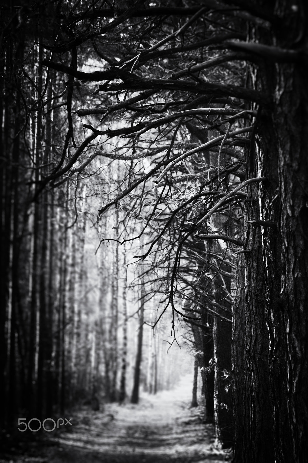 Fujifilm X-E2 + Fujifilm XF 55-200mm F3.5-4.8 R LM OIS sample photo. Kampinos national park photography