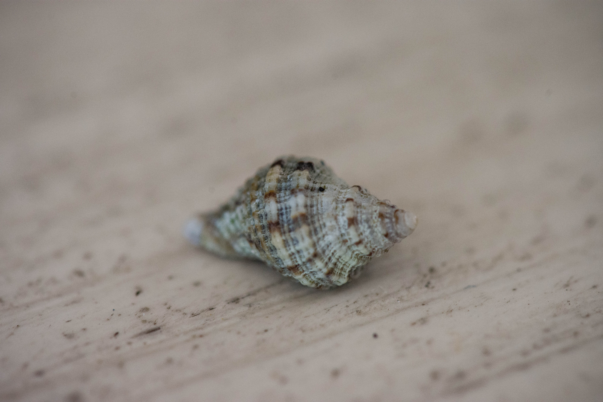 Nikon AF-S DX Micro-Nikkor 85mm F3.5G ED VR sample photo. Shell on table macro photography