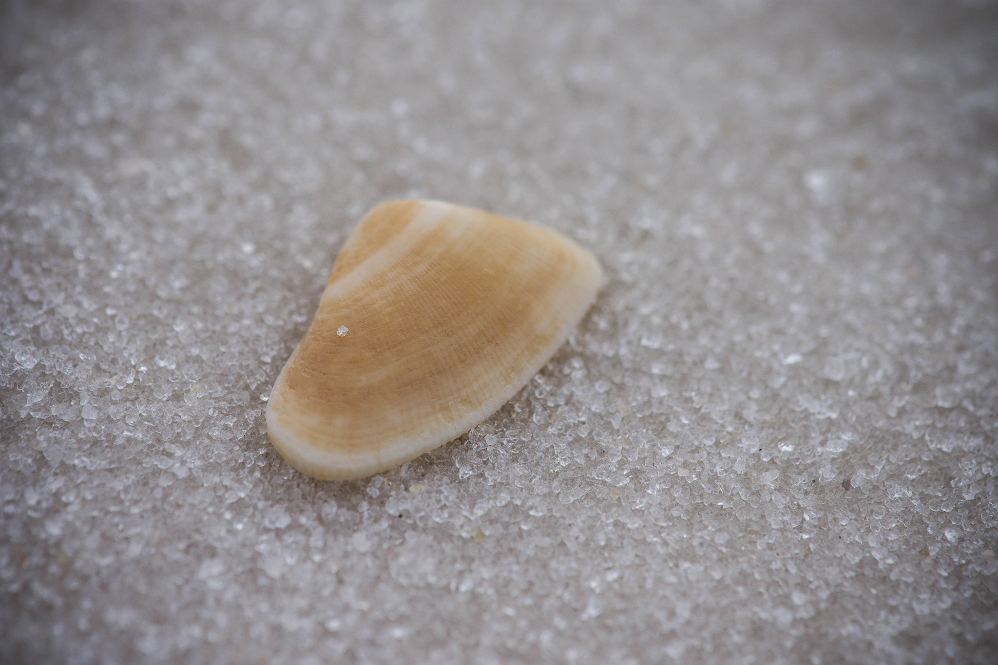 Nikon AF-S DX Micro-Nikkor 85mm F3.5G ED VR sample photo. Shell on beach macro photography