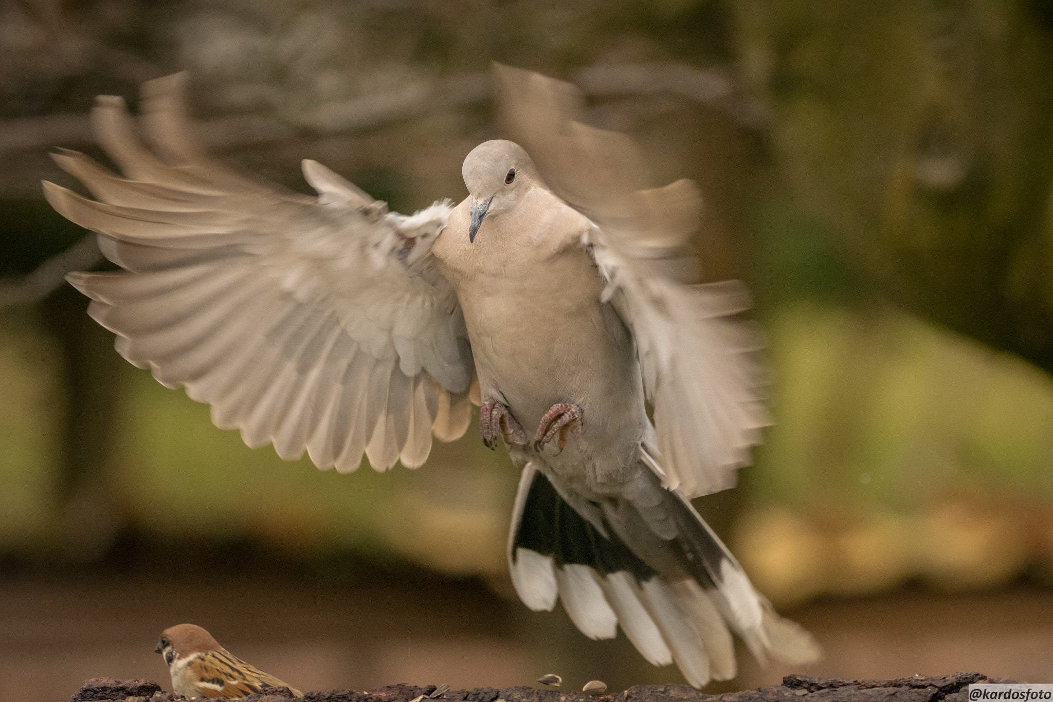 Sigma 150-600mm F5-6.3 DG OS HSM | C sample photo. Berepülés photography