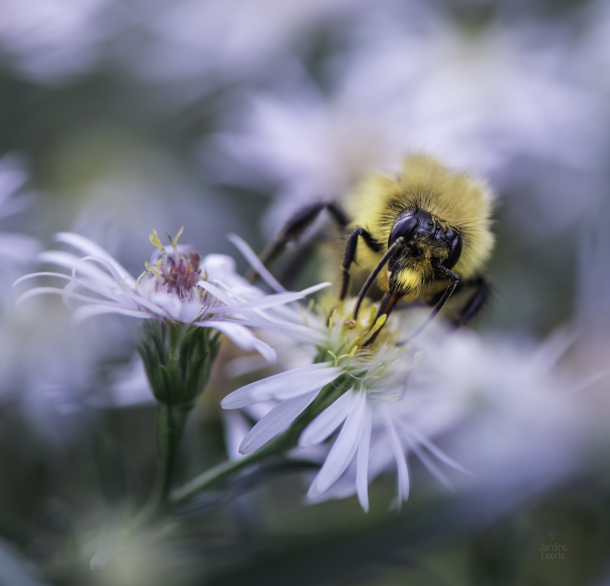 Nikon AF-S Micro-Nikkor 105mm F2.8G IF-ED VR sample photo. Goulûment photography