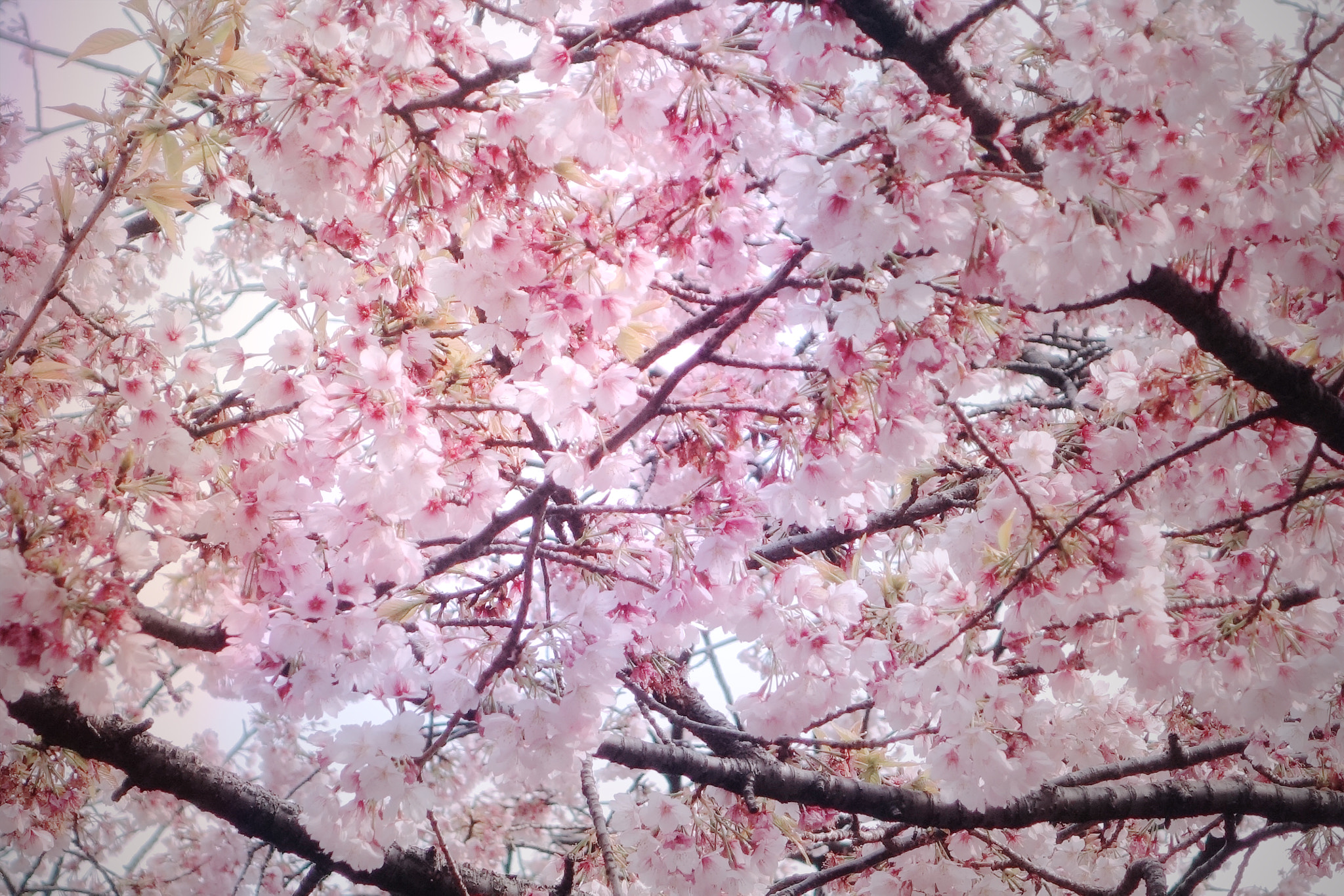 Sony Cyber-shot DSC-RX100 + Sony 28-100mm F1.8-4.9 sample photo. Cherry blossoms of early bloom photography