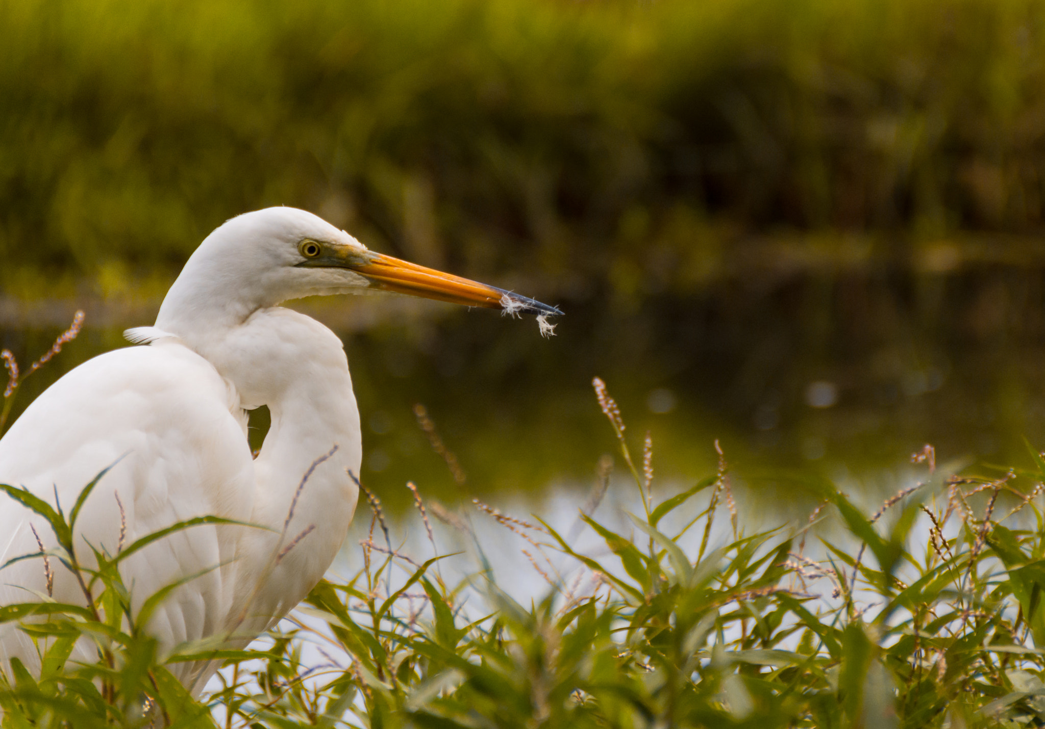 Nikon D7200 sample photo. Great egret ( ardea alba ) photography