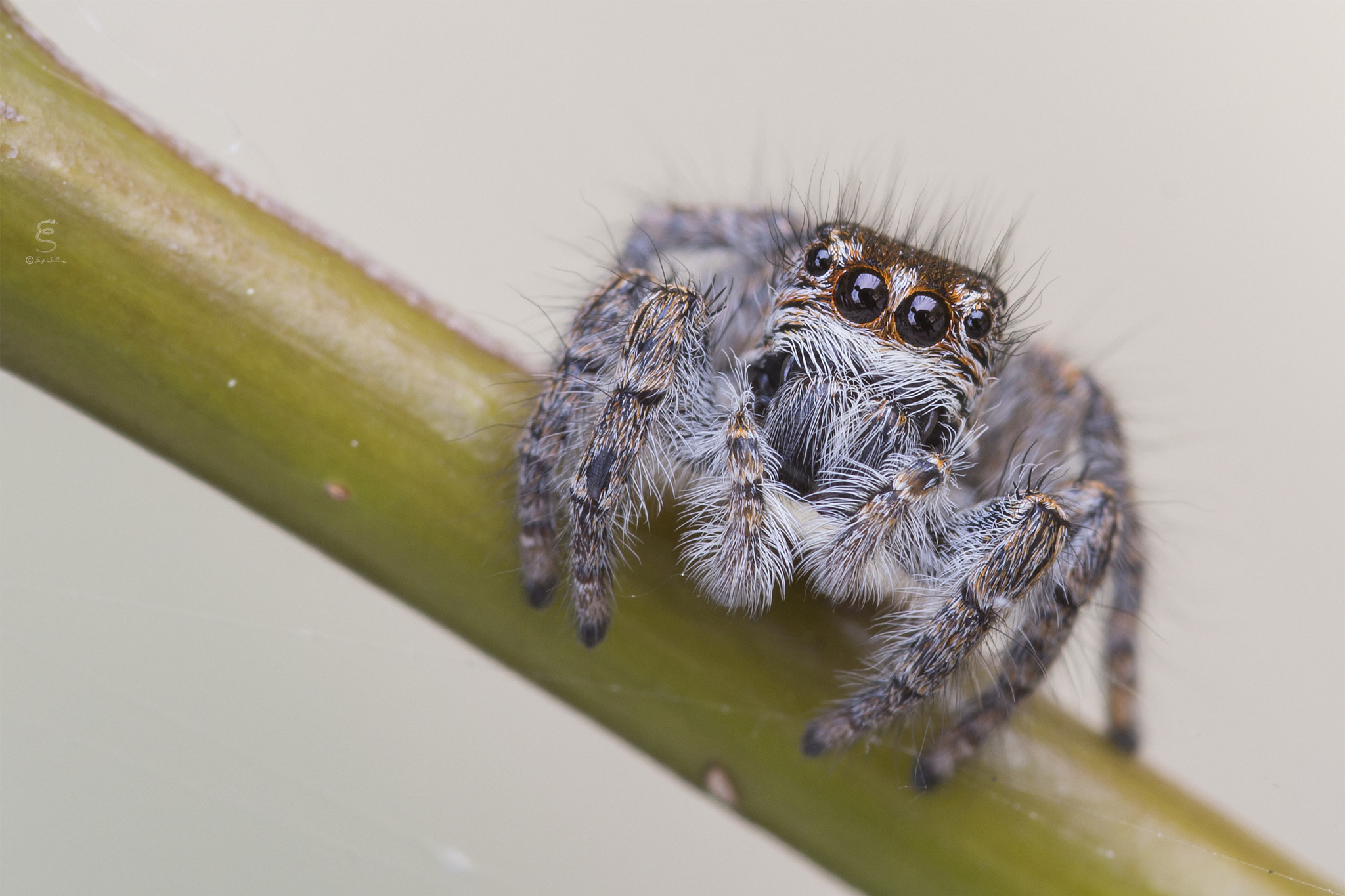Sigma 105mm F2.8 EX DG OS HSM sample photo. Philaeus chrysops ♀ photography