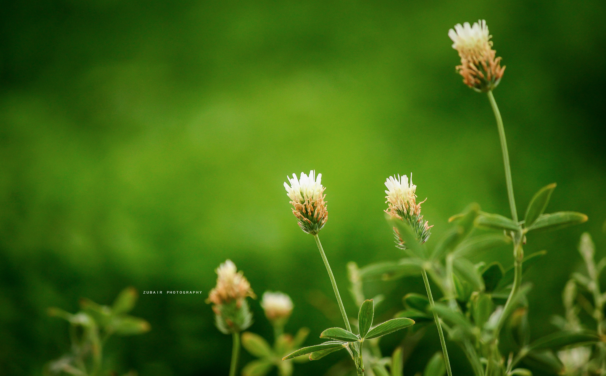 Canon EF-S 55-250mm F4-5.6 IS sample photo. Green photography