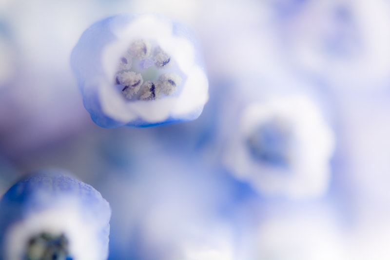 Nikon AF-S Micro-Nikkor 60mm F2.8G ED sample photo. Spring photography