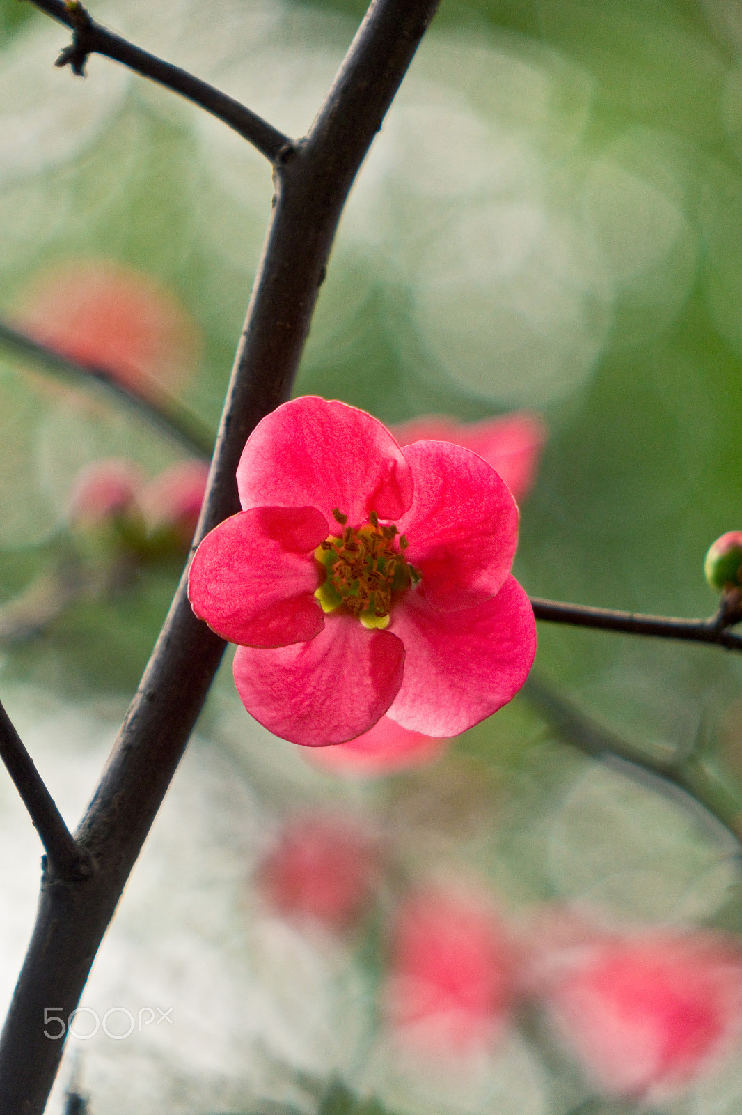 24-200mm F2.8 sample photo. Rose red photography
