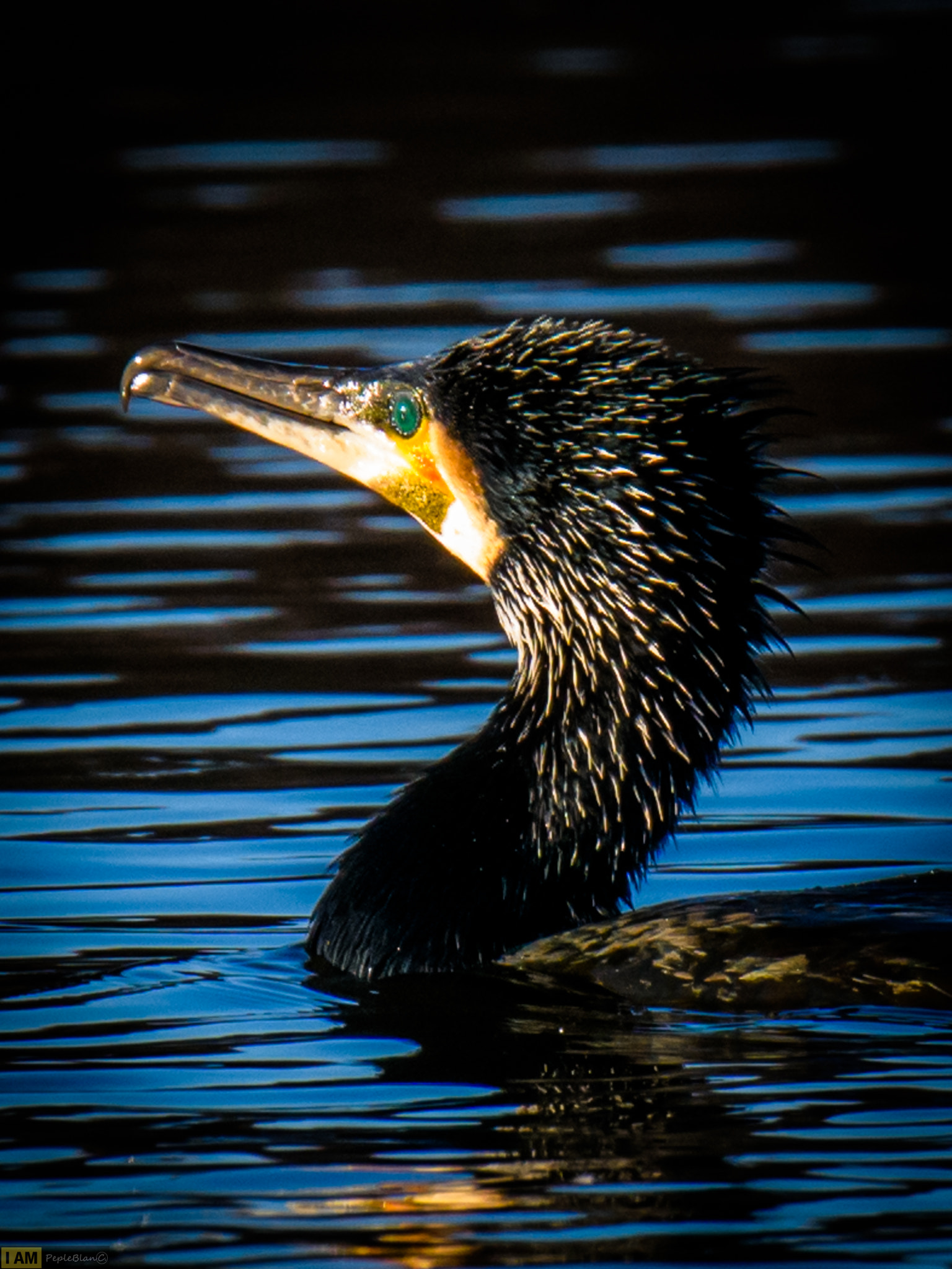 Nikon D7200 sample photo. Aalscholver photography