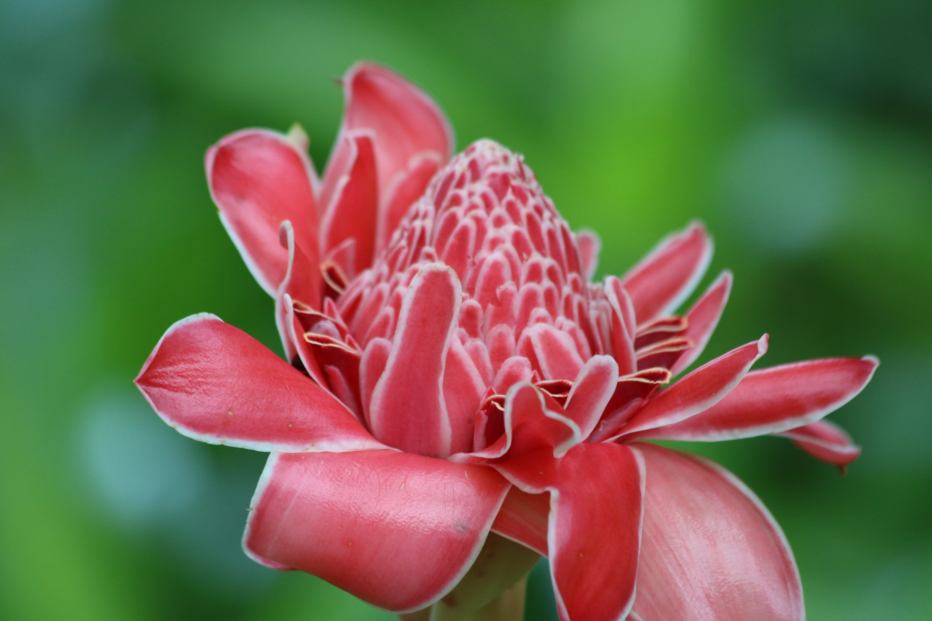 Canon EOS 750D (EOS Rebel T6i / EOS Kiss X8i) sample photo. Flower ➕ photography