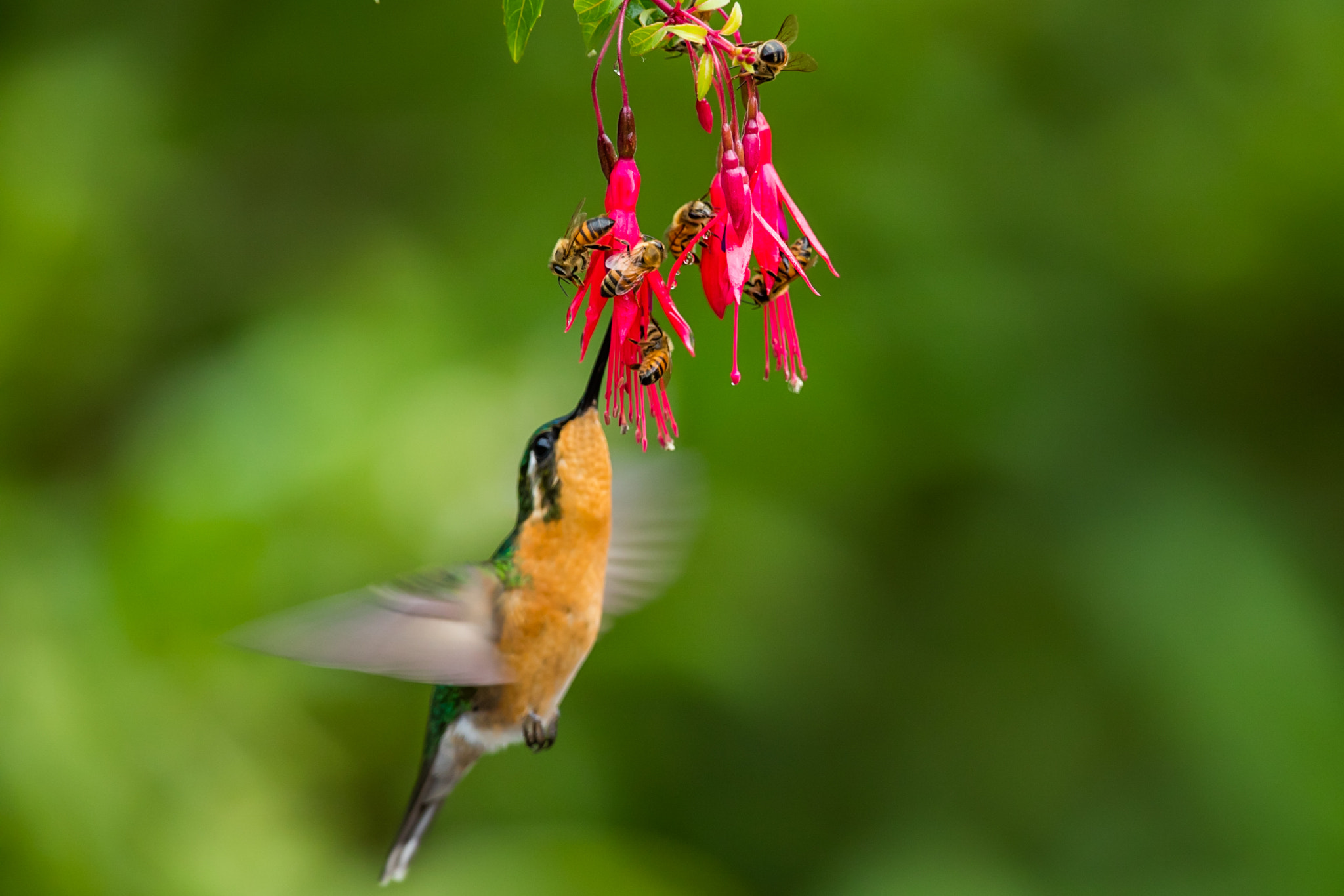 Canon EOS 5DS R + Canon EF 300mm F2.8L IS II USM sample photo. Hummingbird photography