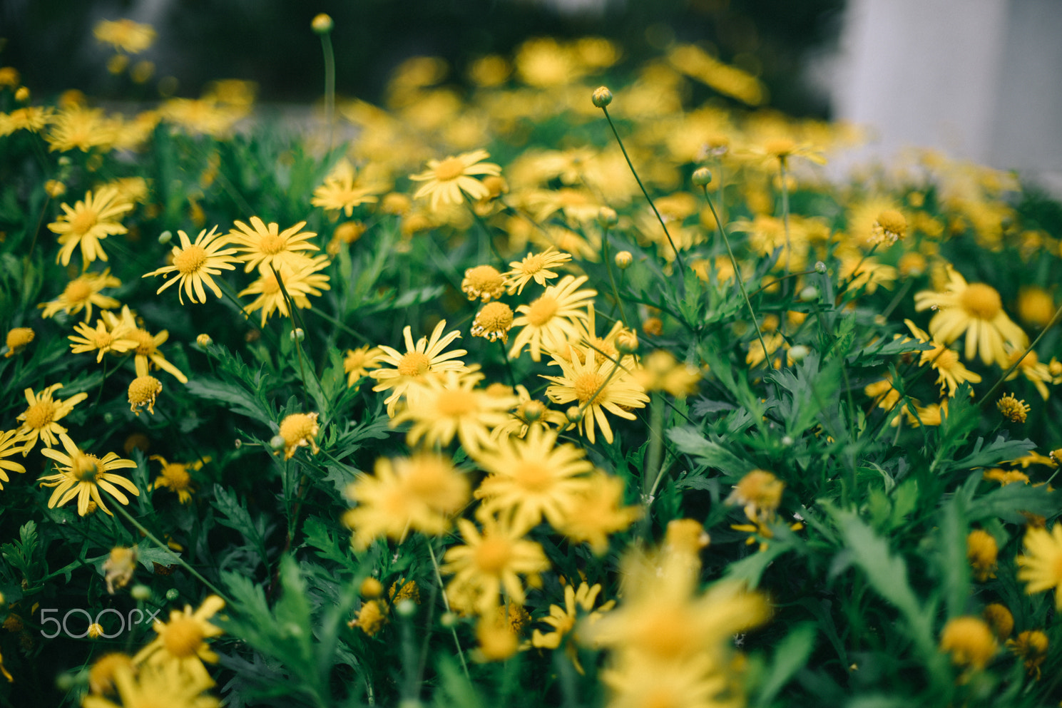 Nikon D750 + Nikon AF Nikkor 50mm F1.4D sample photo. Sunflower photography