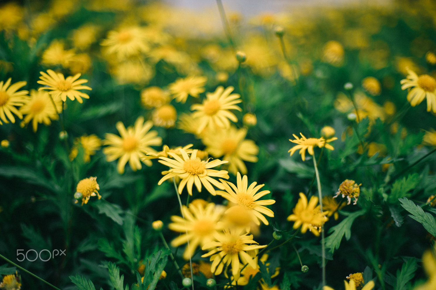 Nikon D750 + Nikon AF Nikkor 50mm F1.4D sample photo. Sunflower photography