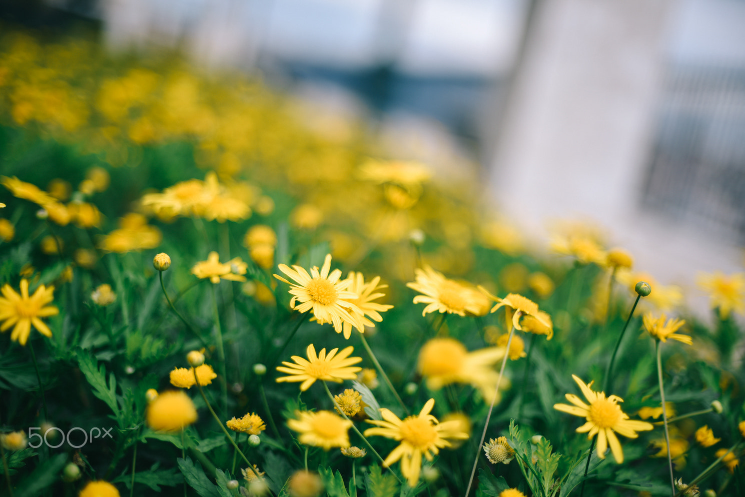 Nikon D750 + Nikon AF Nikkor 50mm F1.4D sample photo. Sunflower photography