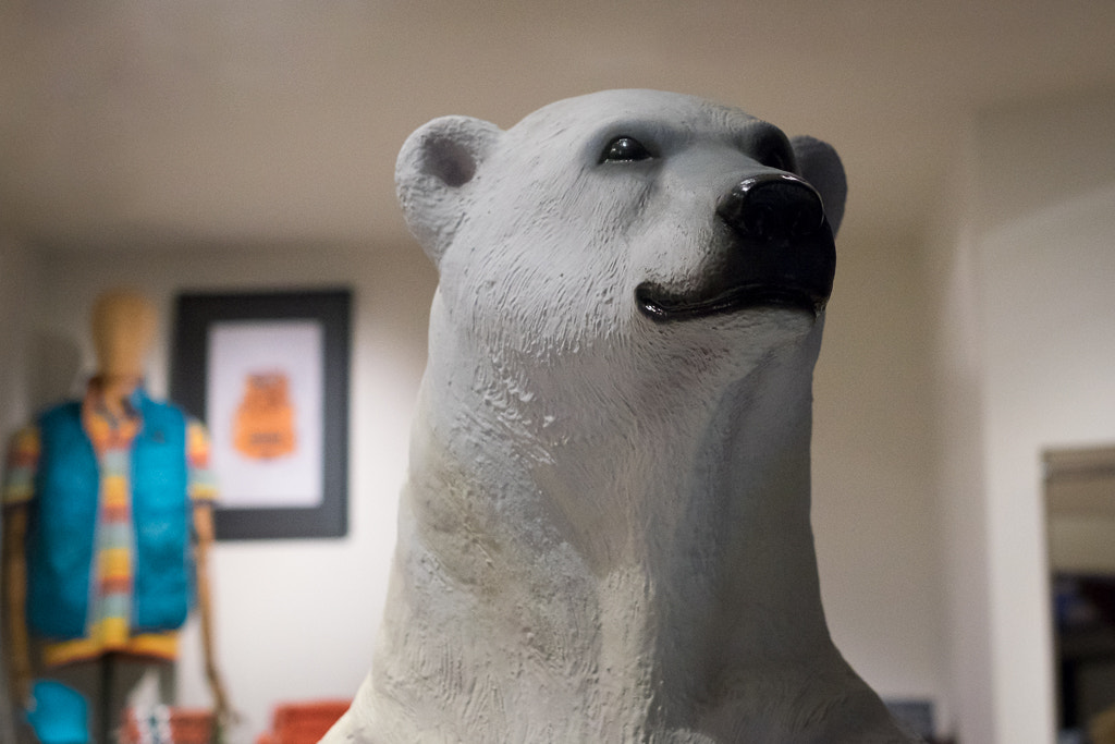 Fujifilm X-T1 + Fujifilm XF 35mm F1.4 R sample photo. Polar bear photography
