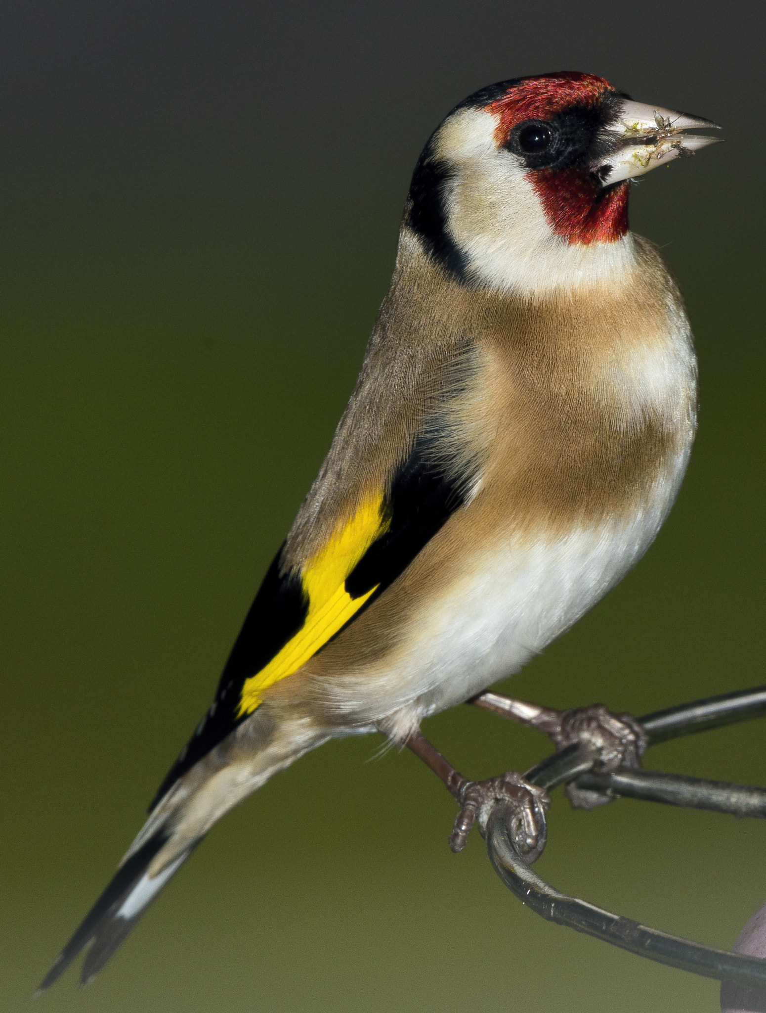 Nikon AF-S Nikkor 200-500mm F5.6E ED VR sample photo. Goldfinch photography