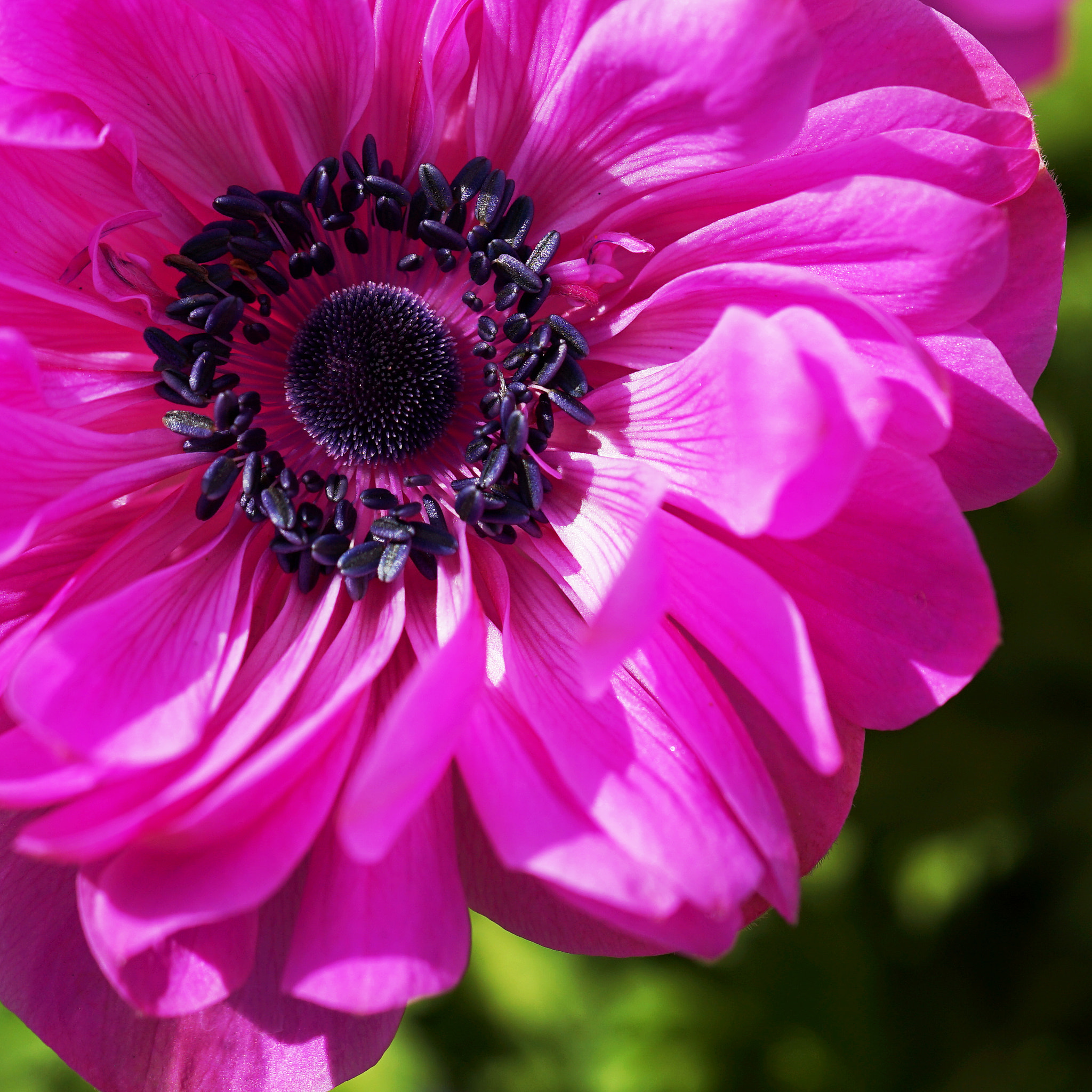 Sony a7 II + Sony FE 90mm F2.8 Macro G OSS sample photo. Anemone photography