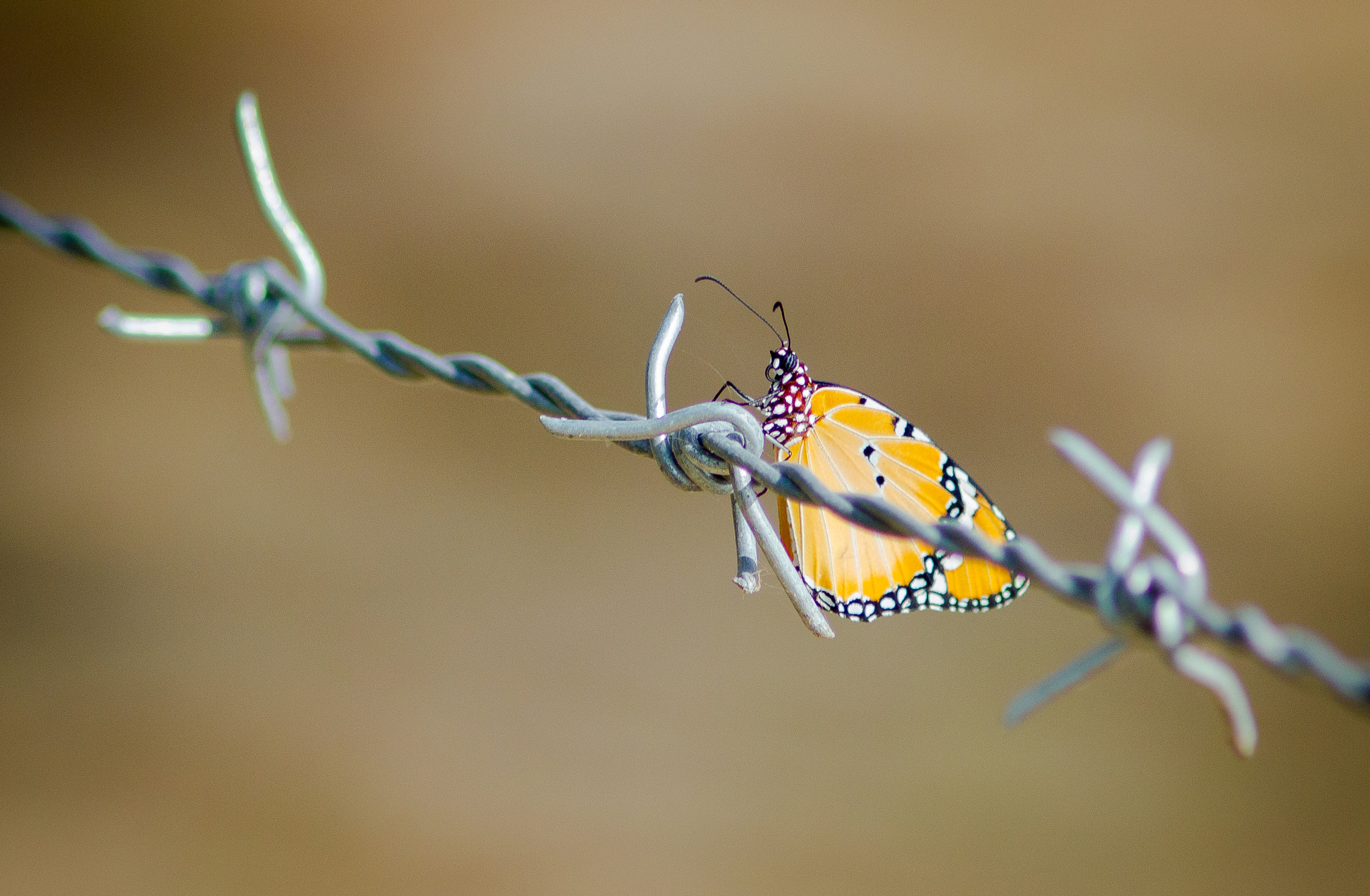 Canon EF 200mm F2.8L II USM sample photo. Beauty and the barb photography