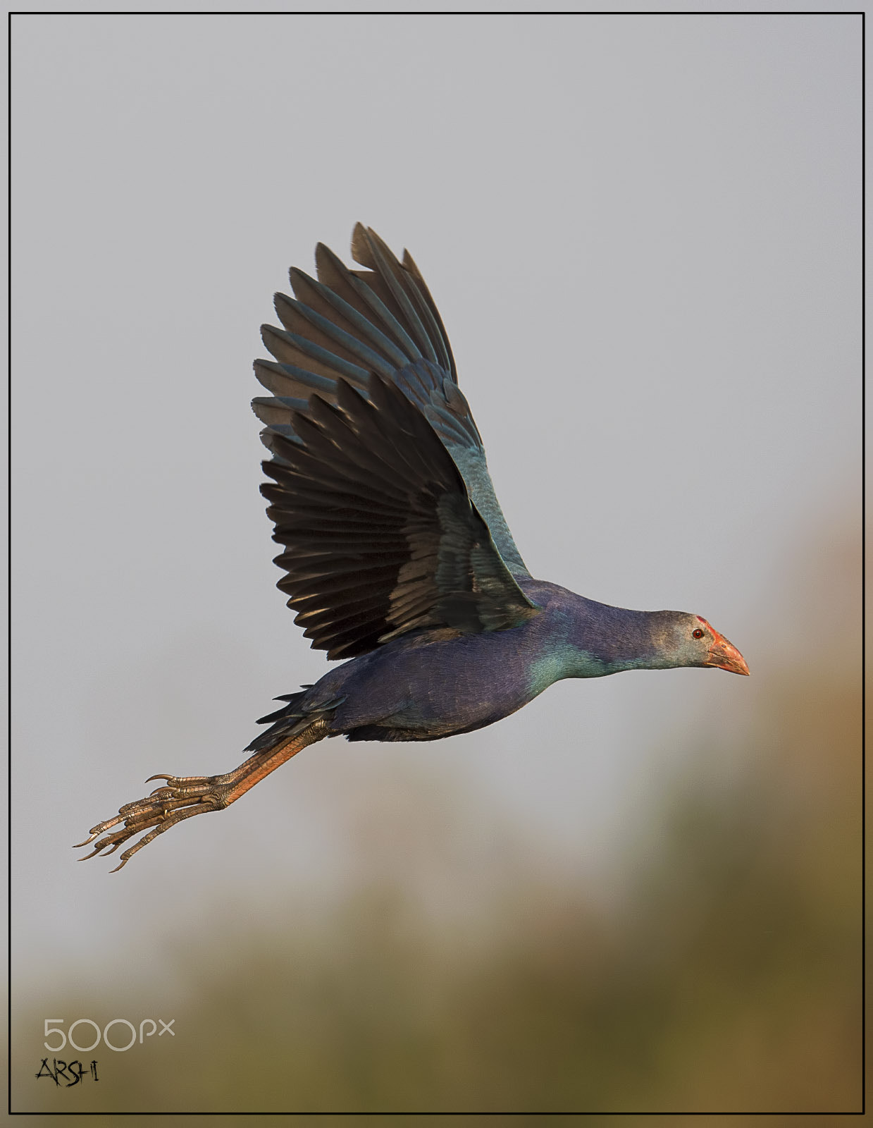 Nikon D500 sample photo. Bird name :purple moorhen photography