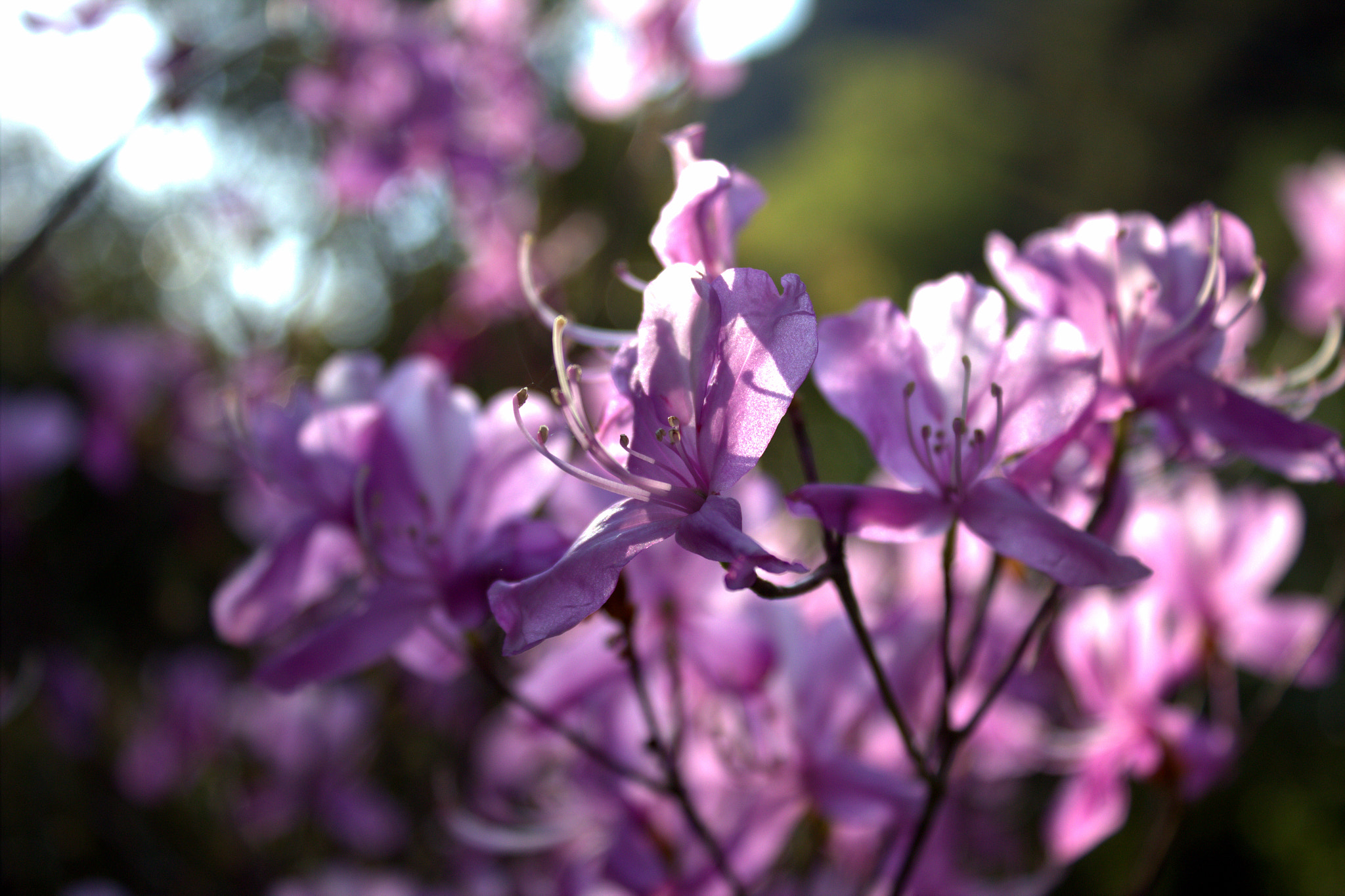 Canon EOS 600D (Rebel EOS T3i / EOS Kiss X5) sample photo. Flowers of springtime photography