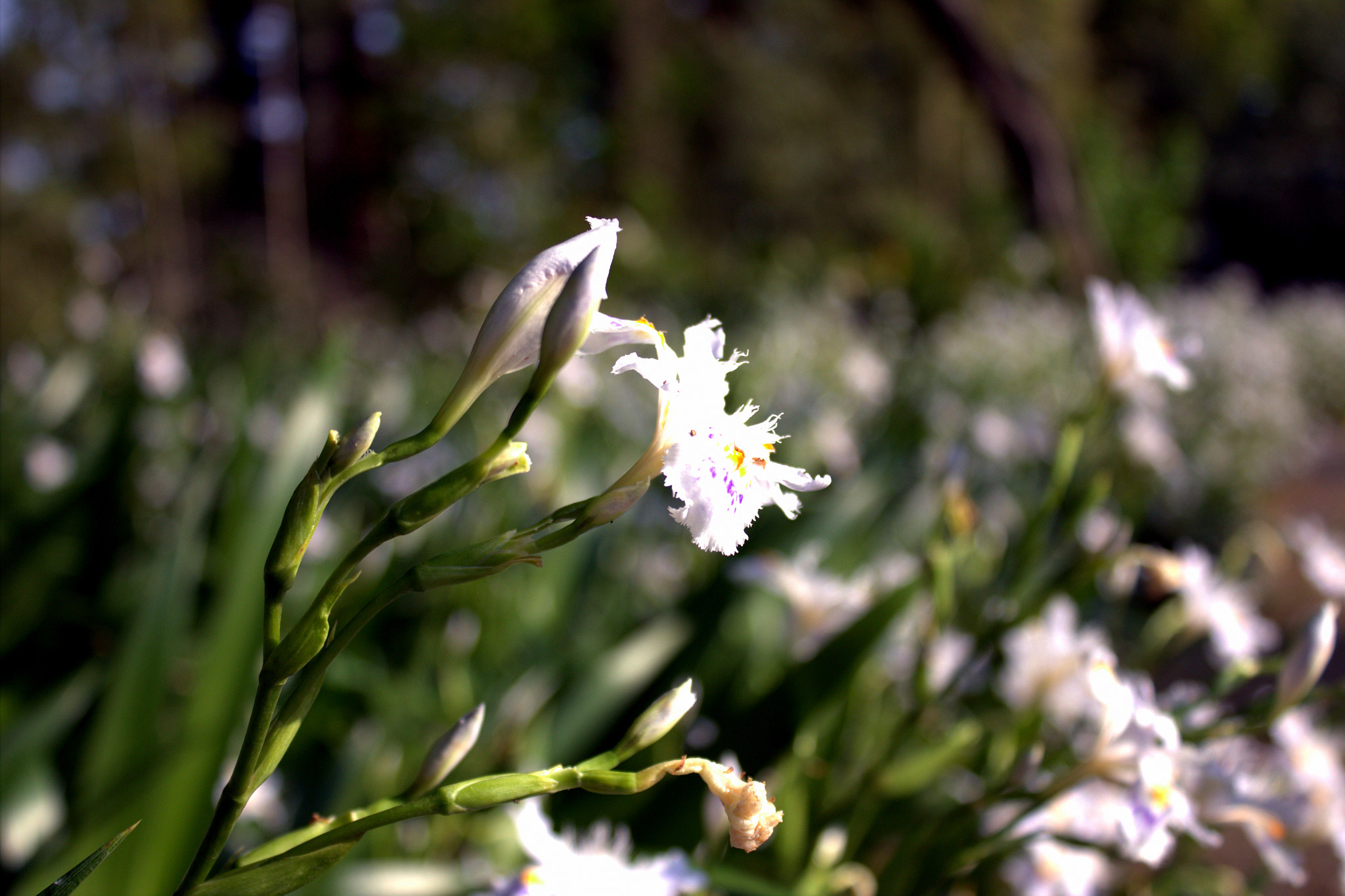 Canon EOS 600D (Rebel EOS T3i / EOS Kiss X5) sample photo. Flowers of springtime 2 photography