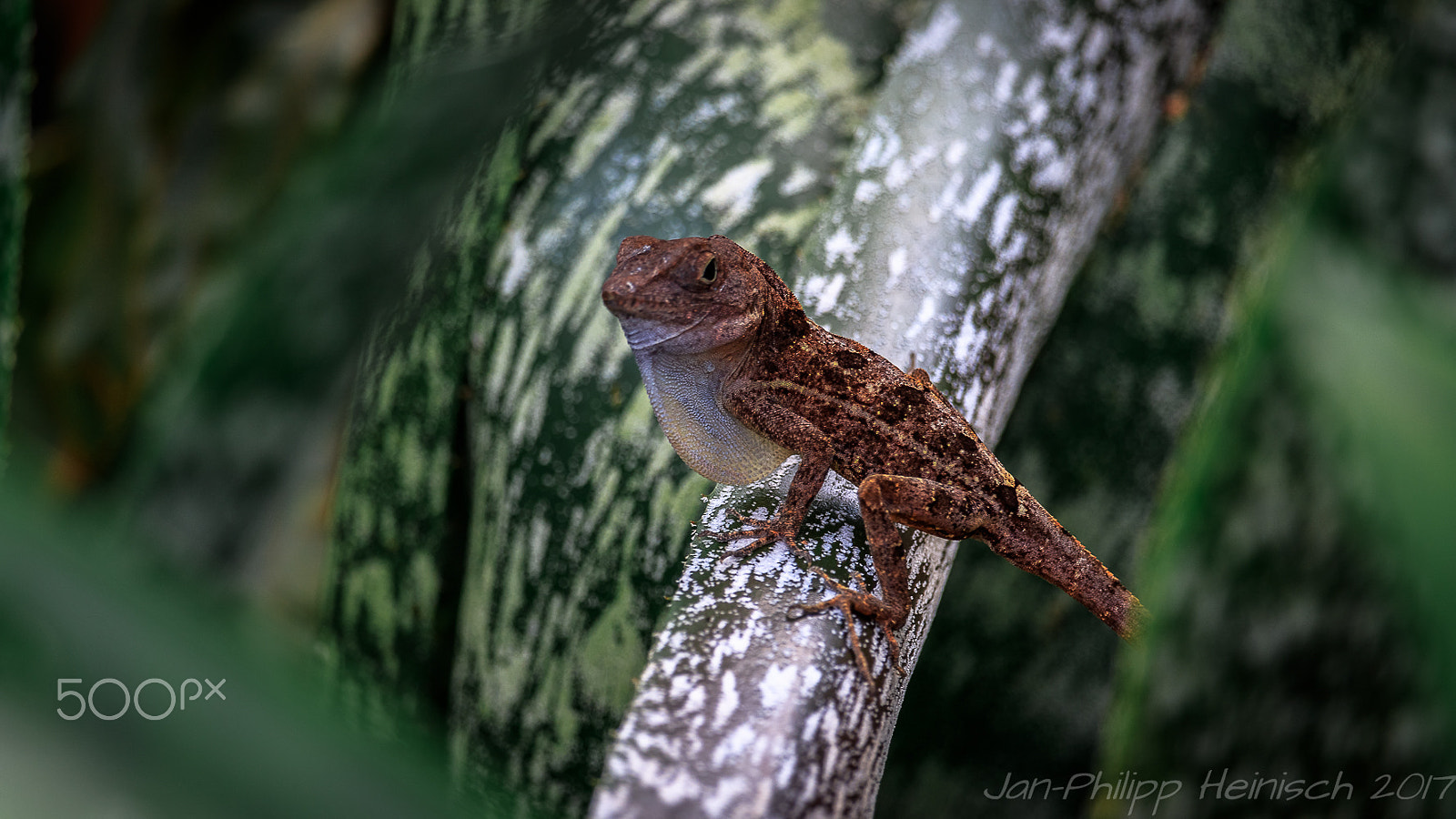 Canon EF-S 55-250mm F4-5.6 IS STM sample photo. Miniwaran photography