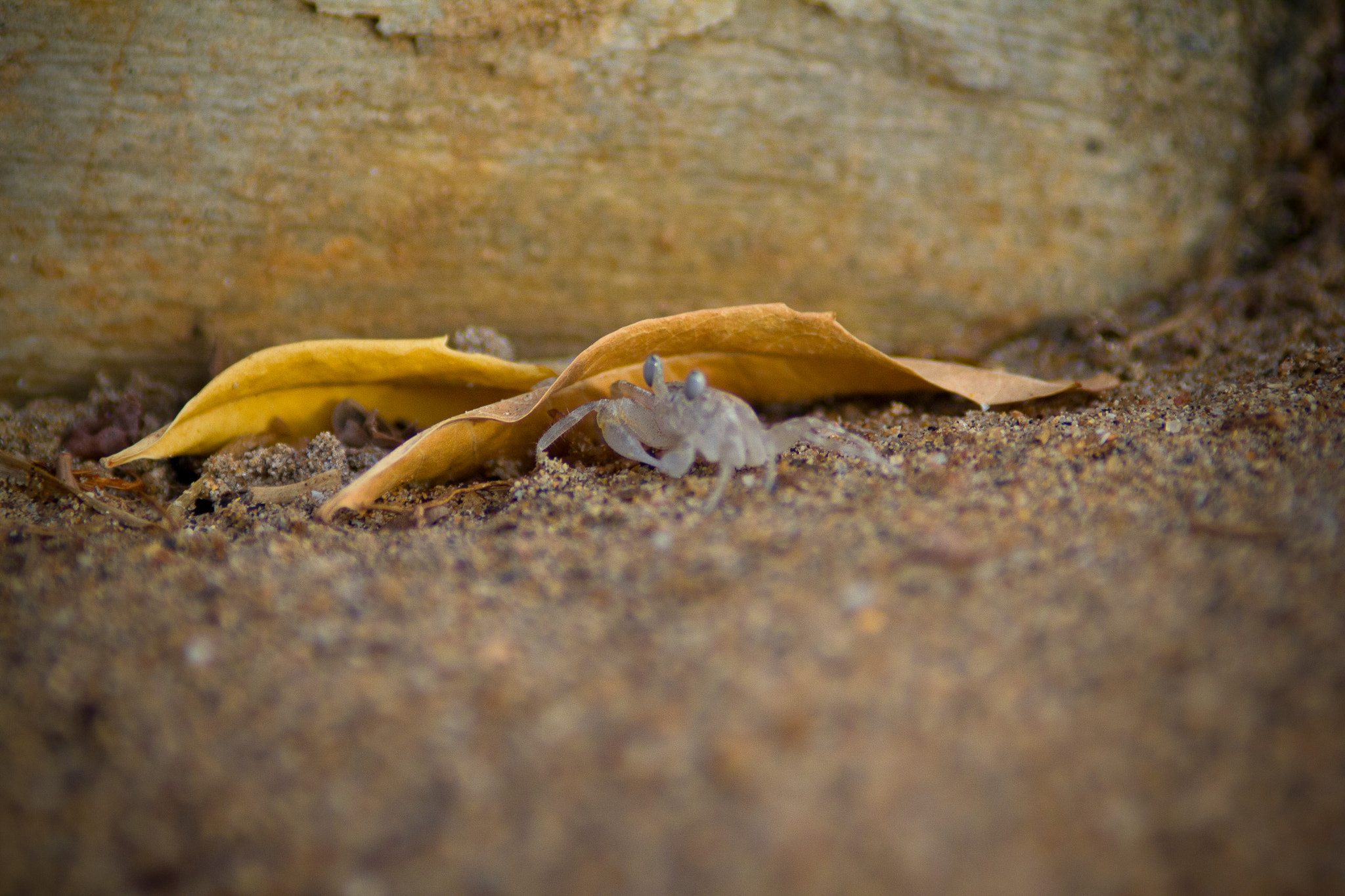 Canon EF 200mm F2.8L II USM sample photo. Can you spot me? photography