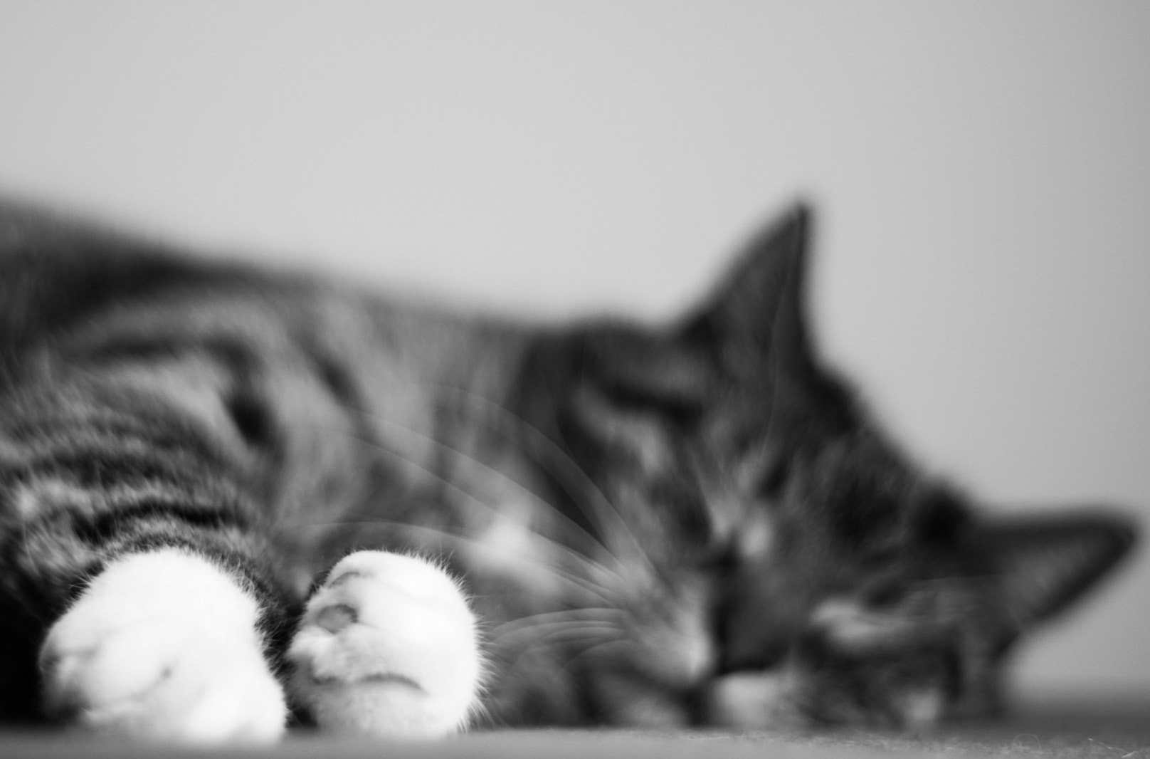 Sony ILCA-77M2 + Minolta AF 50mm F1.7 sample photo. Cute little paws photography