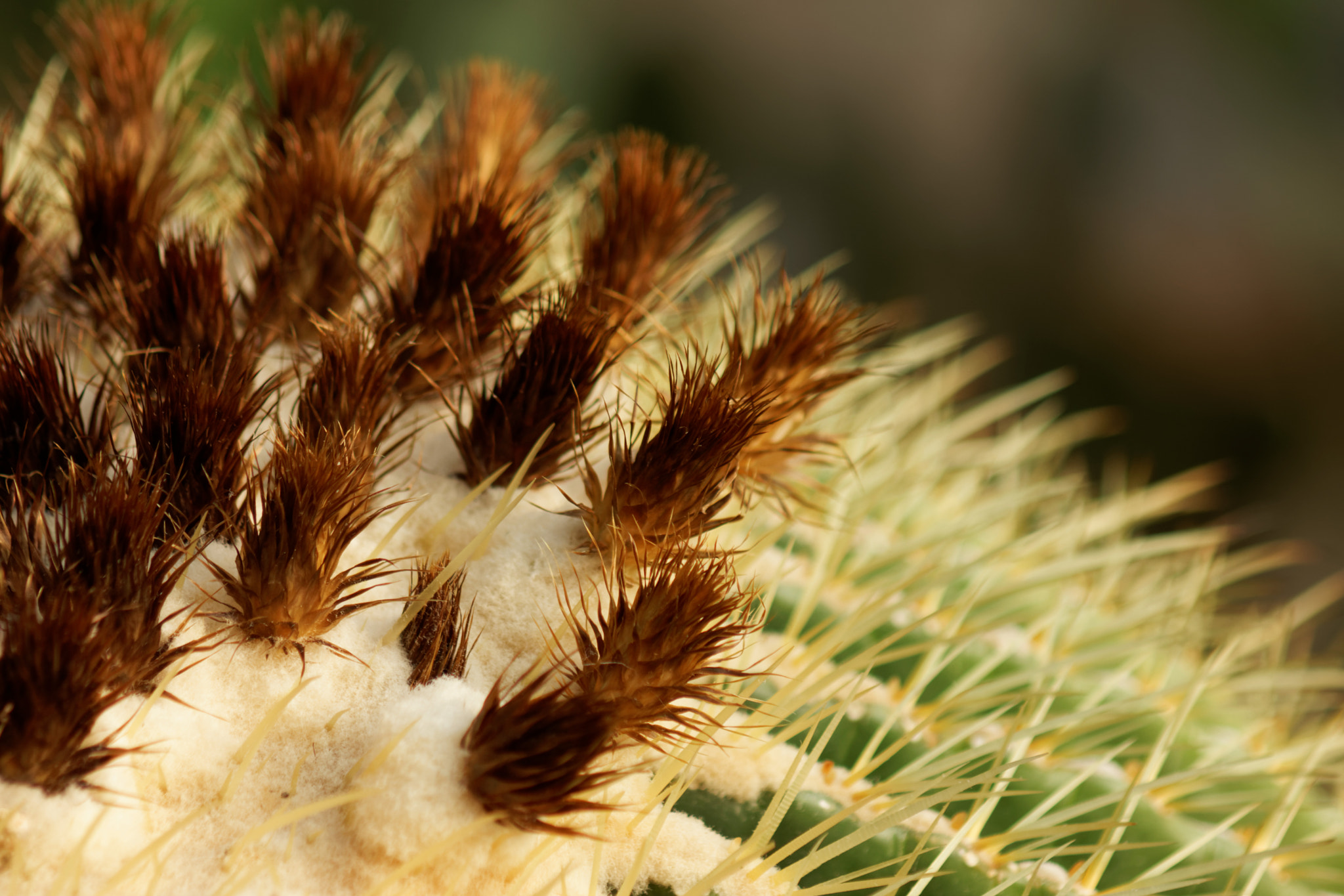 Sony 75-300mm F4.5-5.6 sample photo. Cactus photography