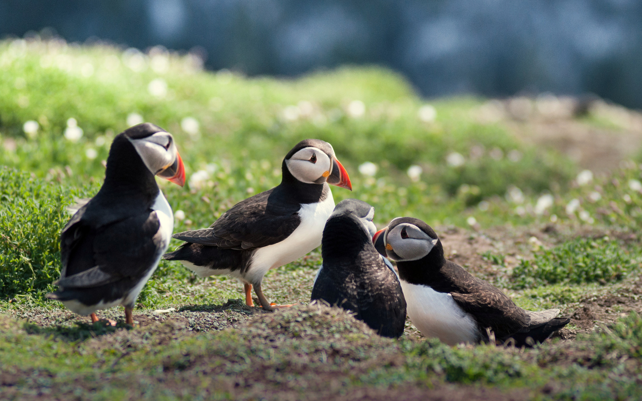 Nikon D90 + Nikon AF-Nikkor 80-200mm F2.8D ED sample photo. The puffin convention photography