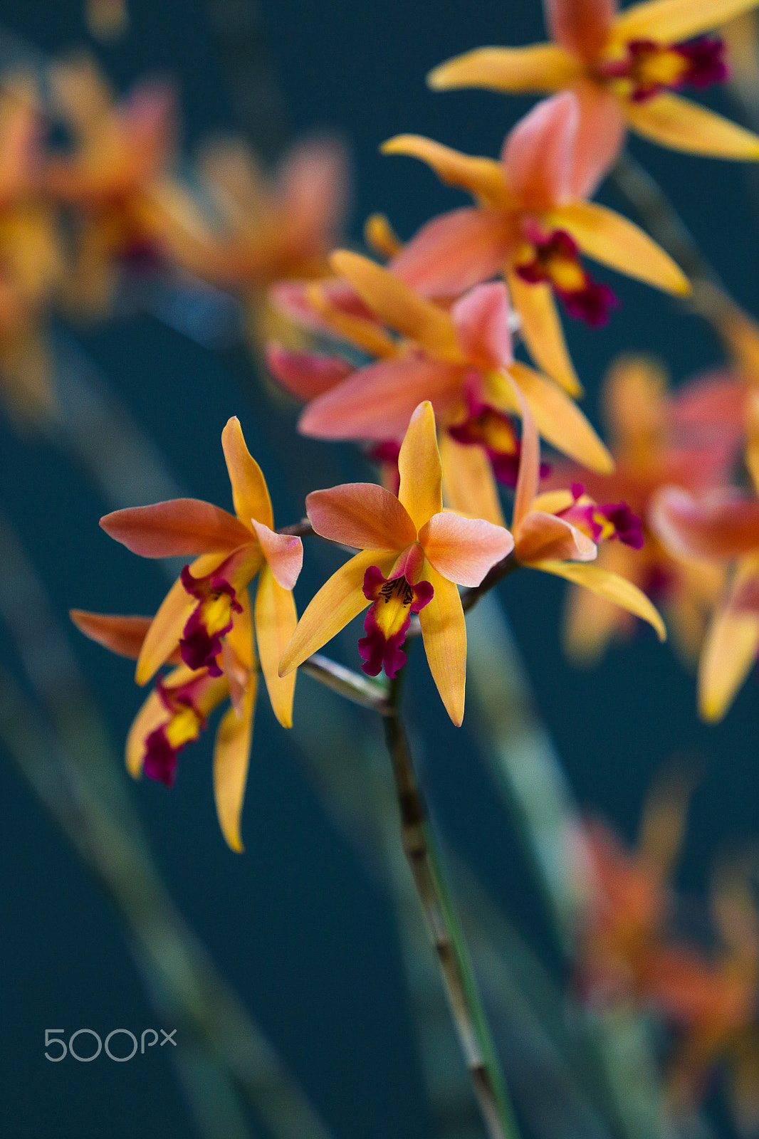 Canon EF 70-200mm F2.8L IS USM sample photo. Orchid flowers photography