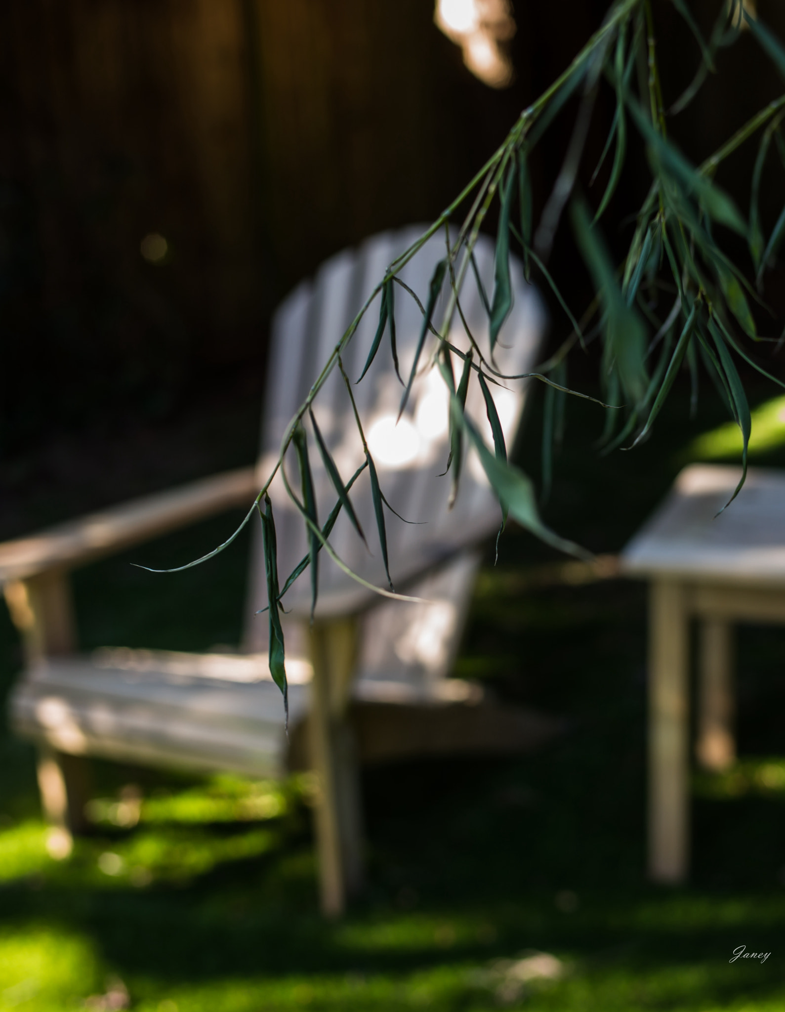 Leica Summilux-M 35mm F1.4 ASPH sample photo. Yard photography