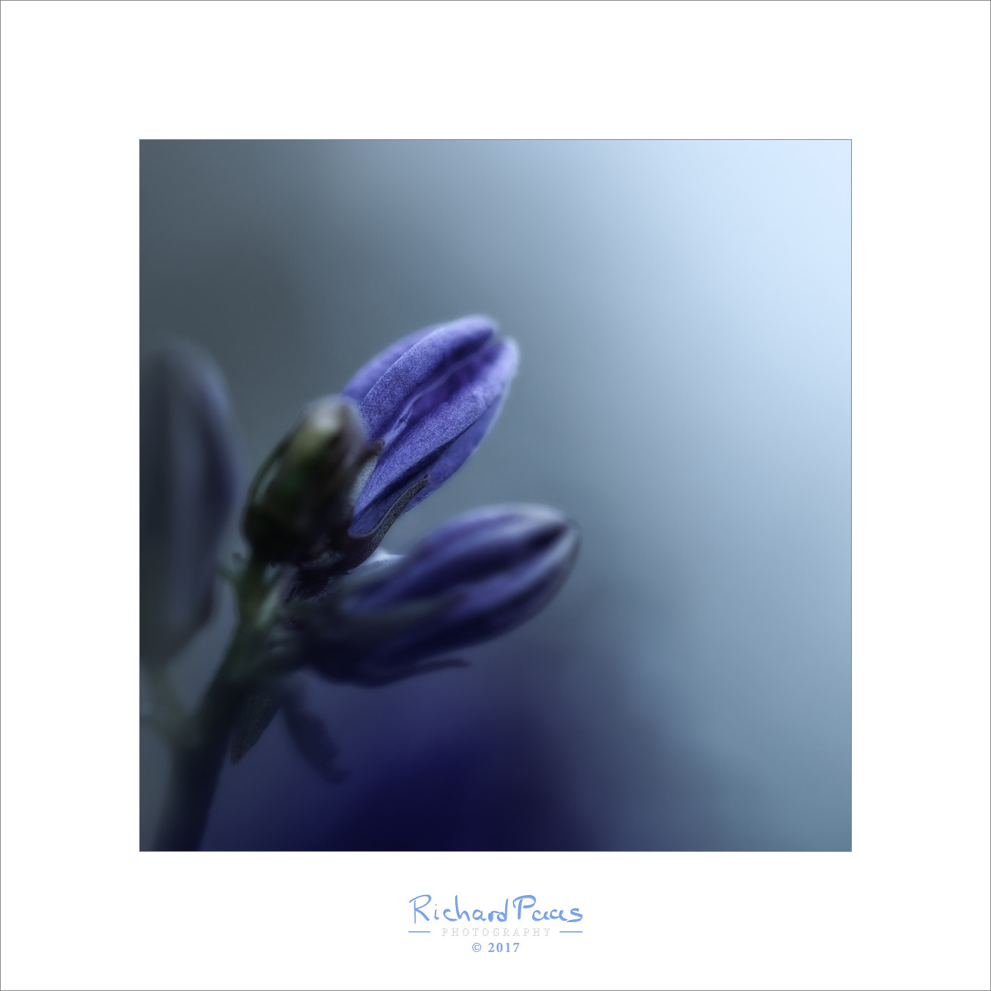 Olympus M.Zuiko Digital ED 60mm F2.8 Macro sample photo. Spring burst #7 (blue hour) photography